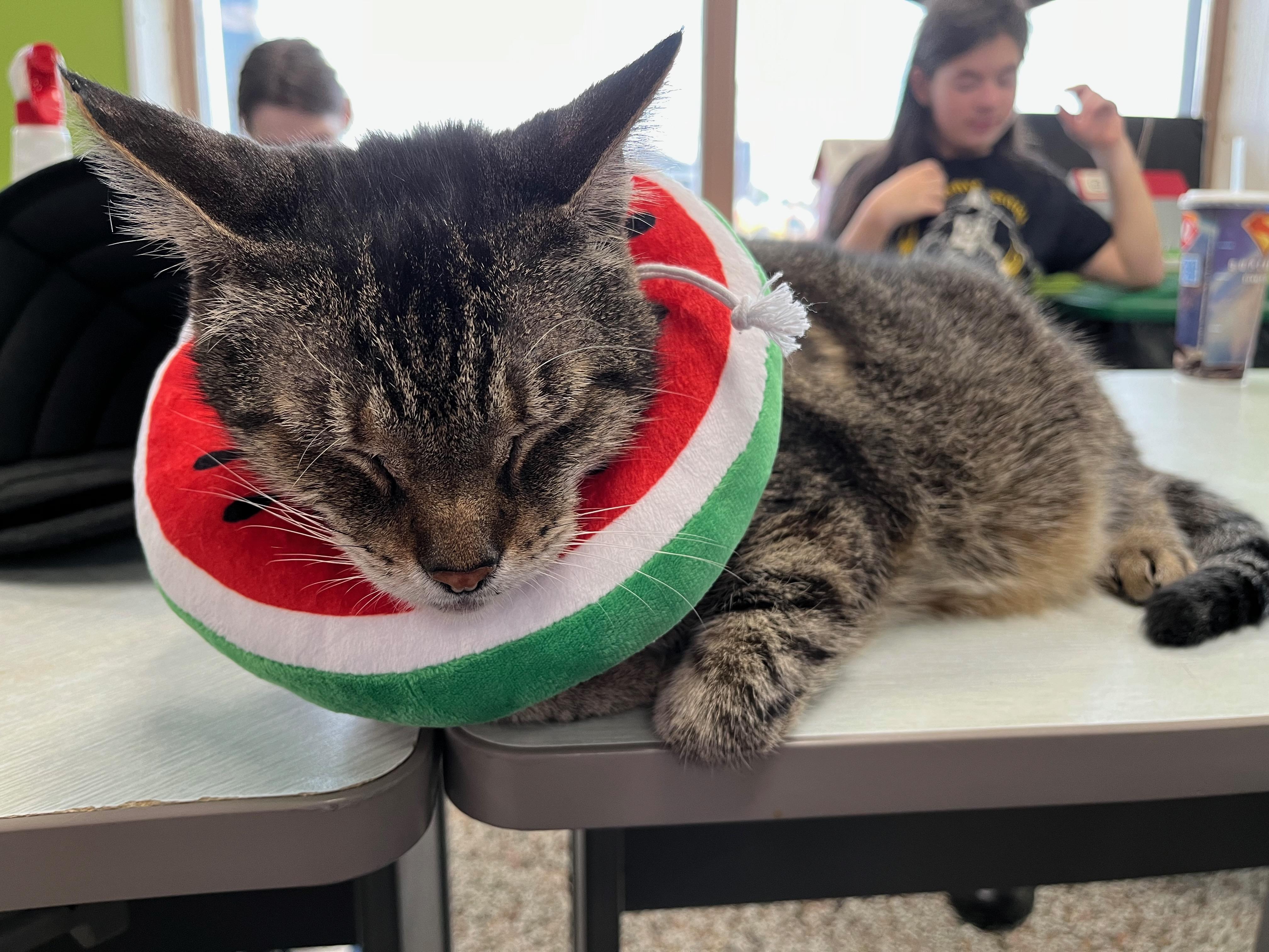 Pauley, a Adoptable Domestic Short Hair in Richmond, KY image 3/6