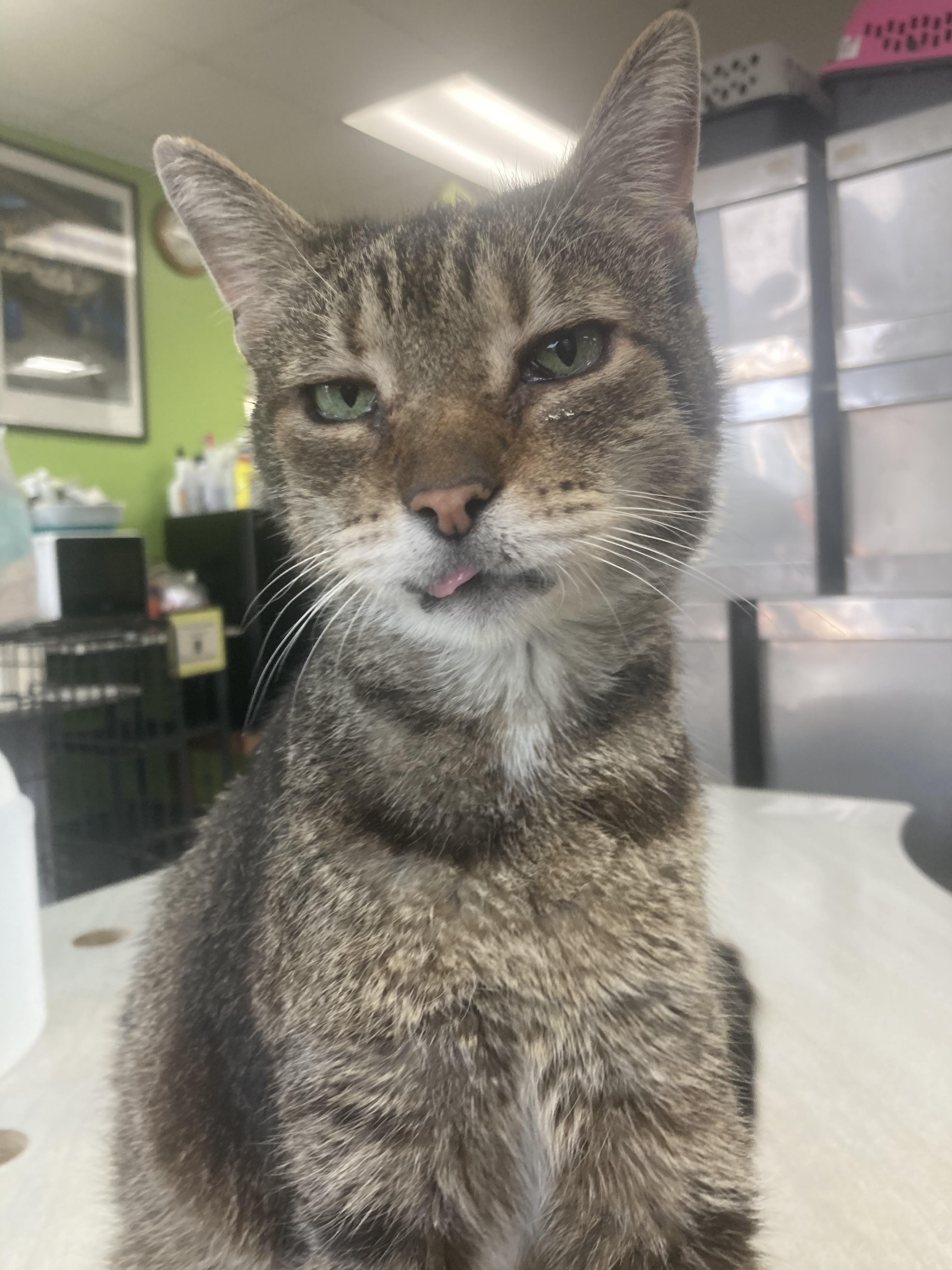 Pauley, a Adoptable Domestic Short Hair in Richmond, KY image 5/6