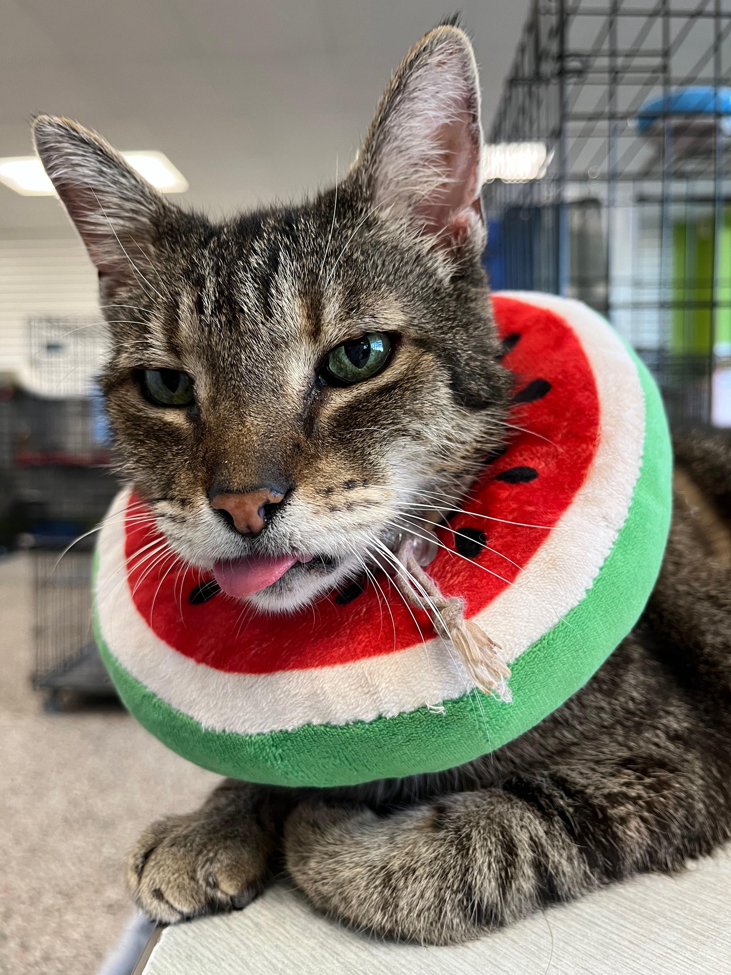 Pauley, a Adoptable Domestic Short Hair in Richmond, KY image 1/6