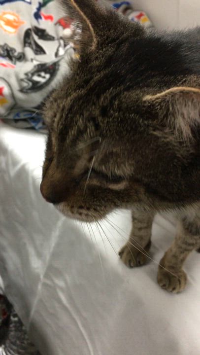 Enlarge Pauley, a Adoptable Domestic Short Hair in Richmond, KY video 6/6