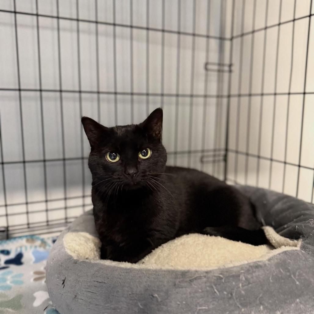 Spooks, adopted, Adult Female Domestic Short Hair.