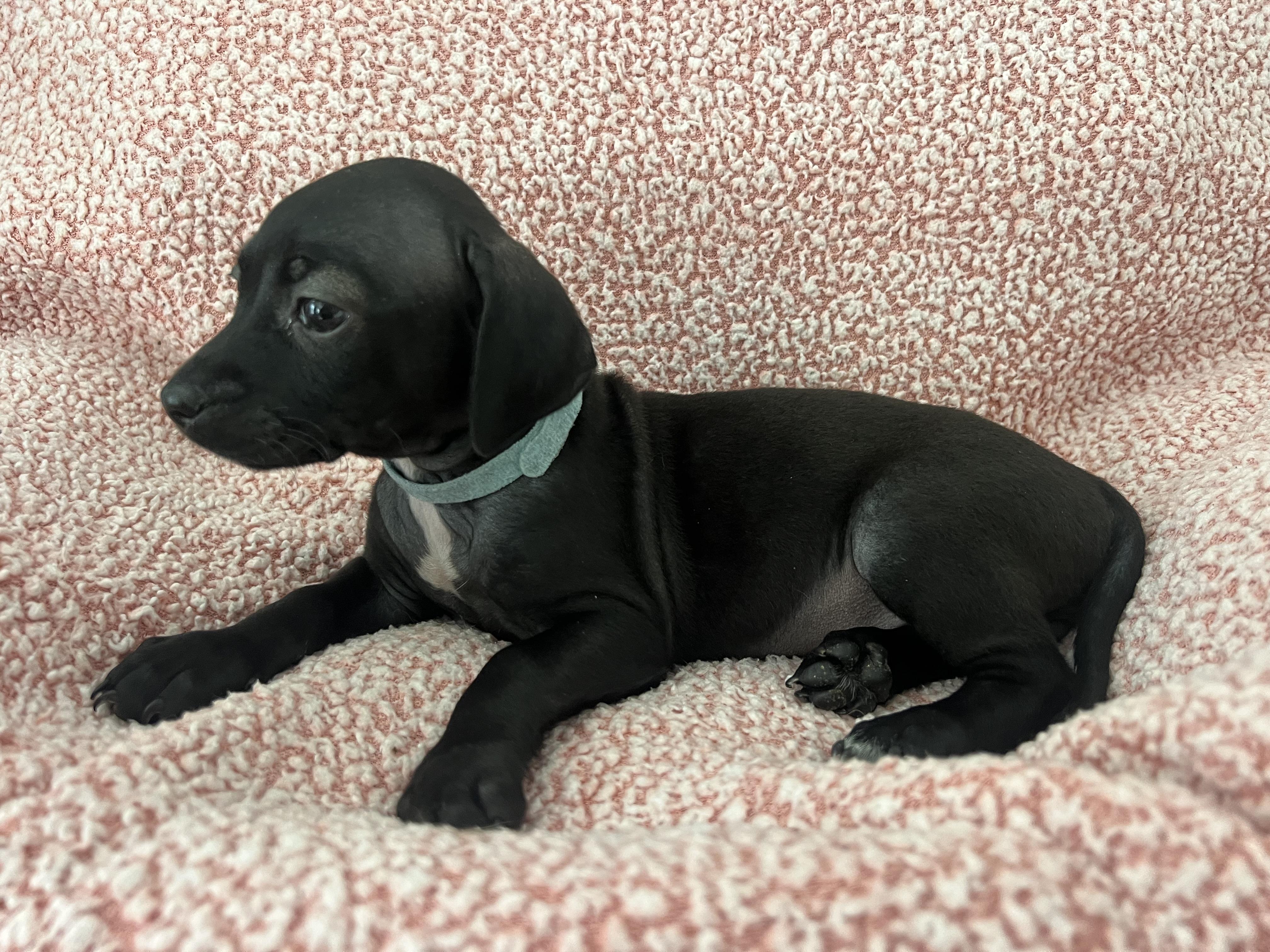 Enlarge Portia, a ADOPTABLE mixed breed in Moosup, CT image 6/6