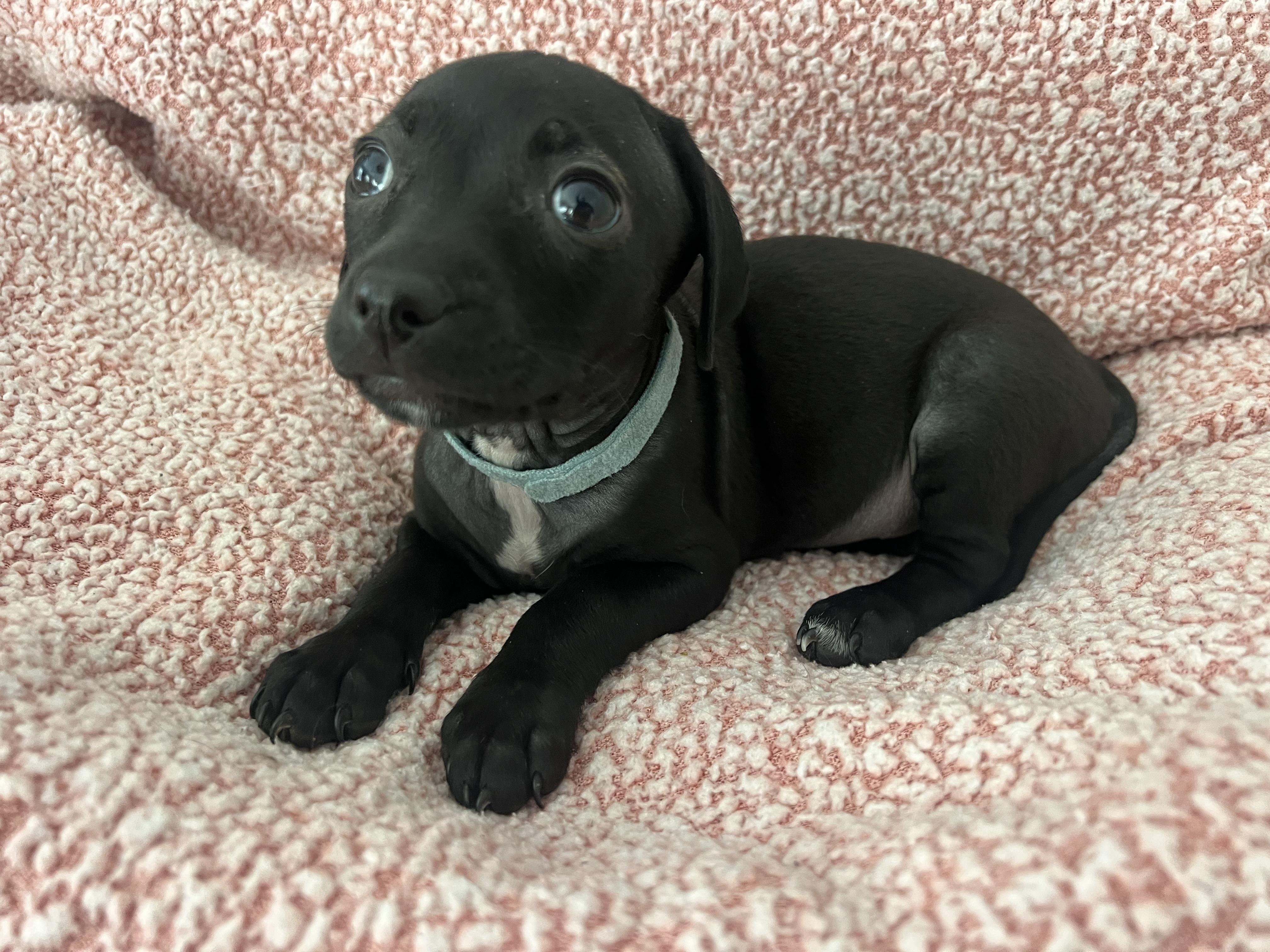 Enlarge Portia, a ADOPTABLE mixed breed in Moosup, CT image 1/6