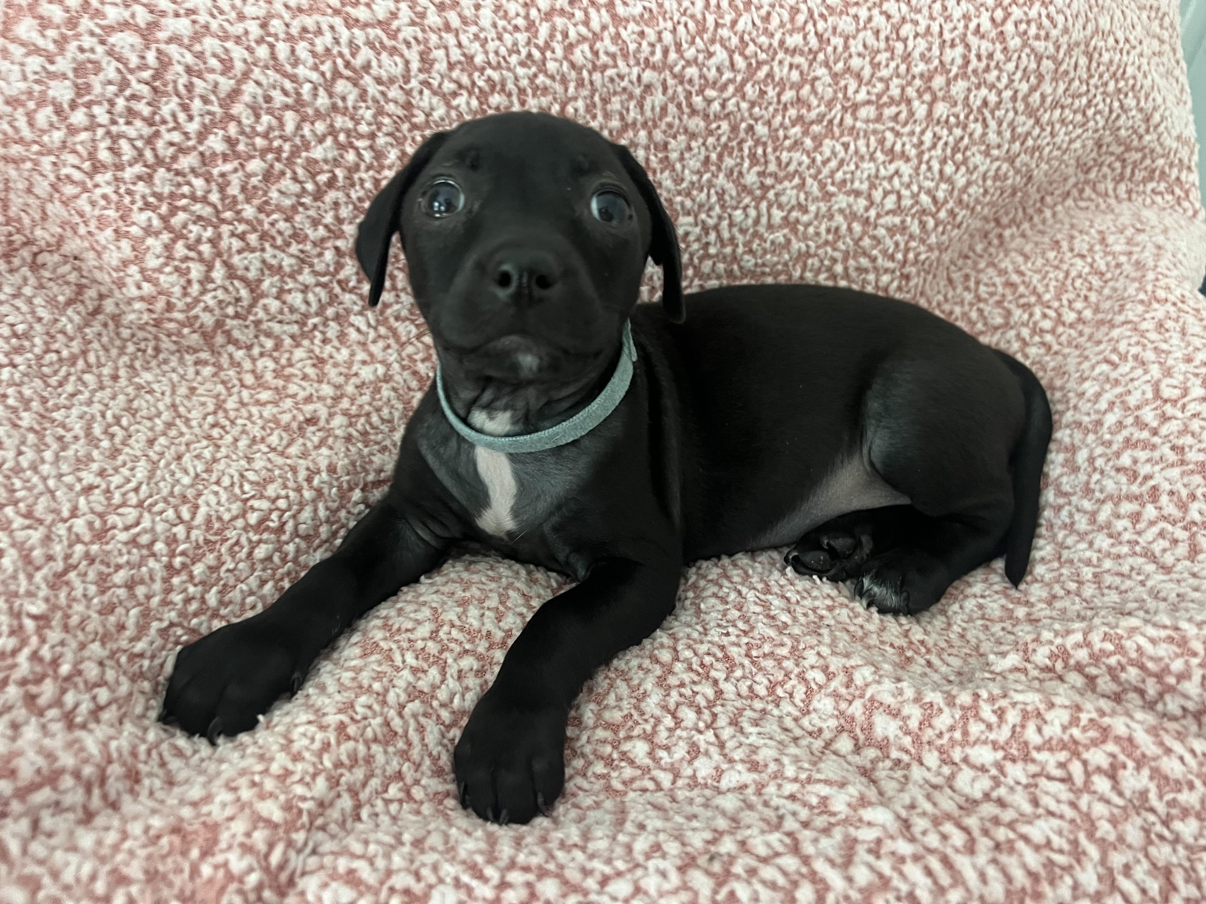 Enlarge Portia, a ADOPTABLE mixed breed in Moosup, CT image 3/6