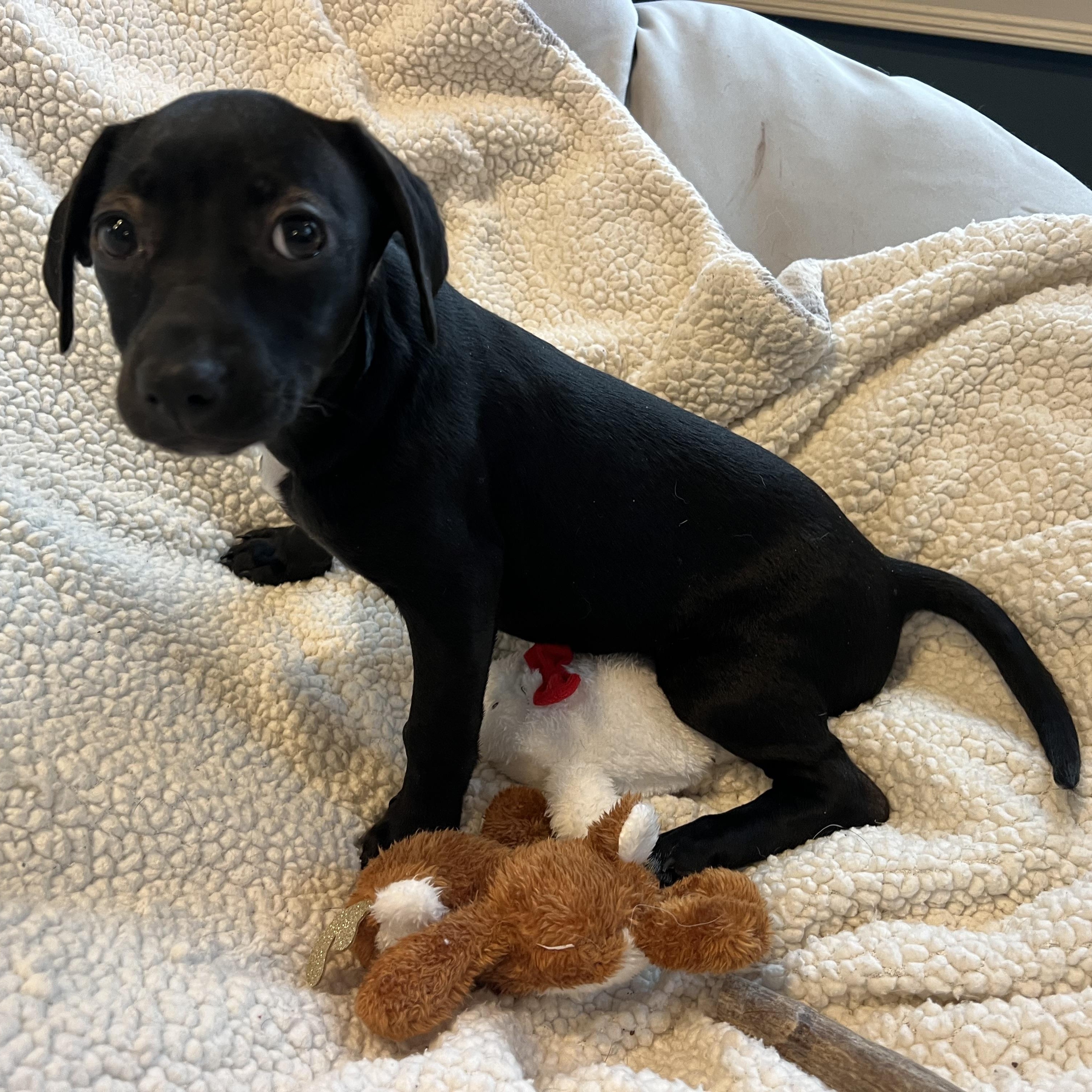 Portia, adopted, Puppy Female Rat Terrier & Chihuahua.