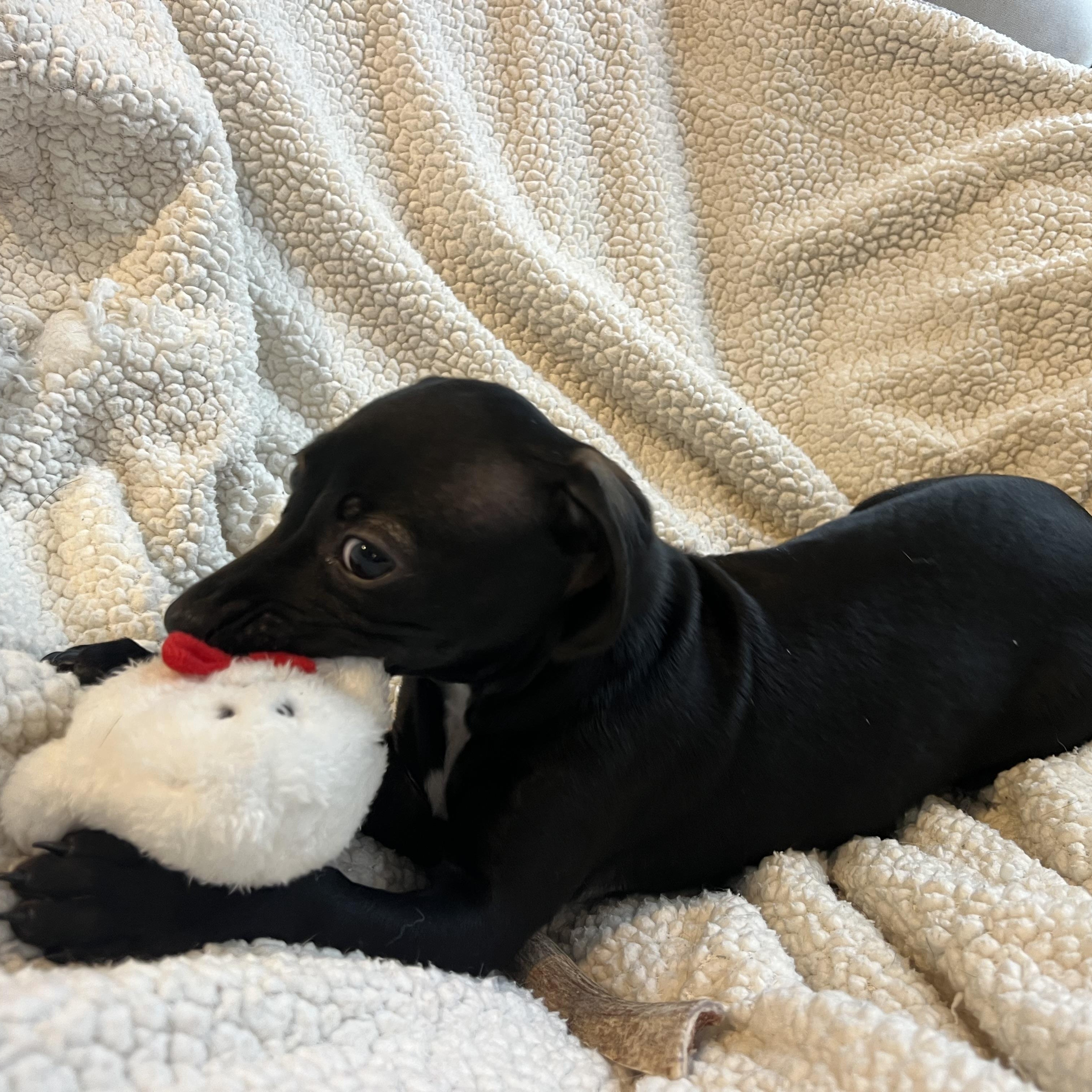 Portia, ADOPTABLE, Puppy Female Rat Terrier & Chihuahua.