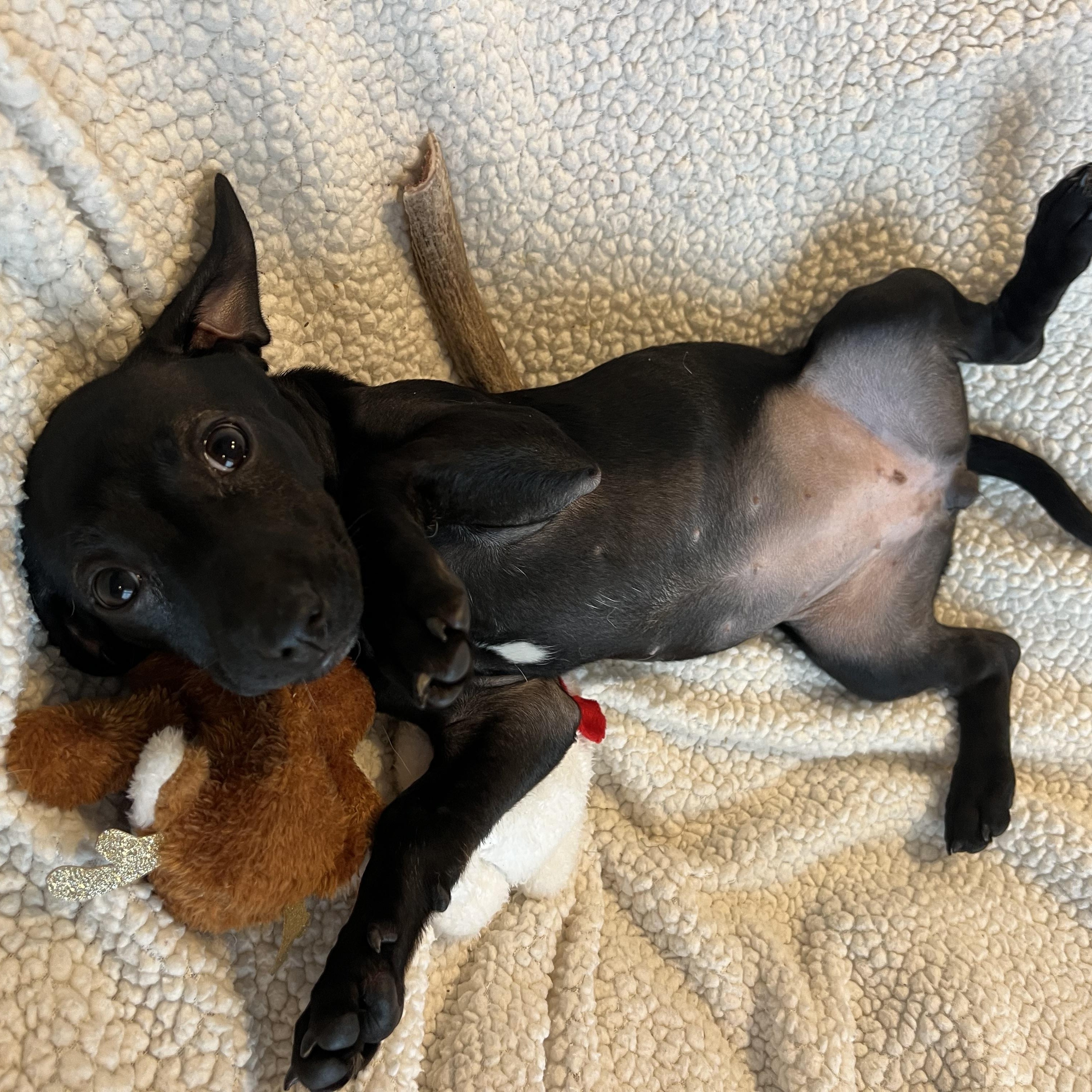 Enlarge Portia, an adopted mixed breed in Moosup, CT image 4/5