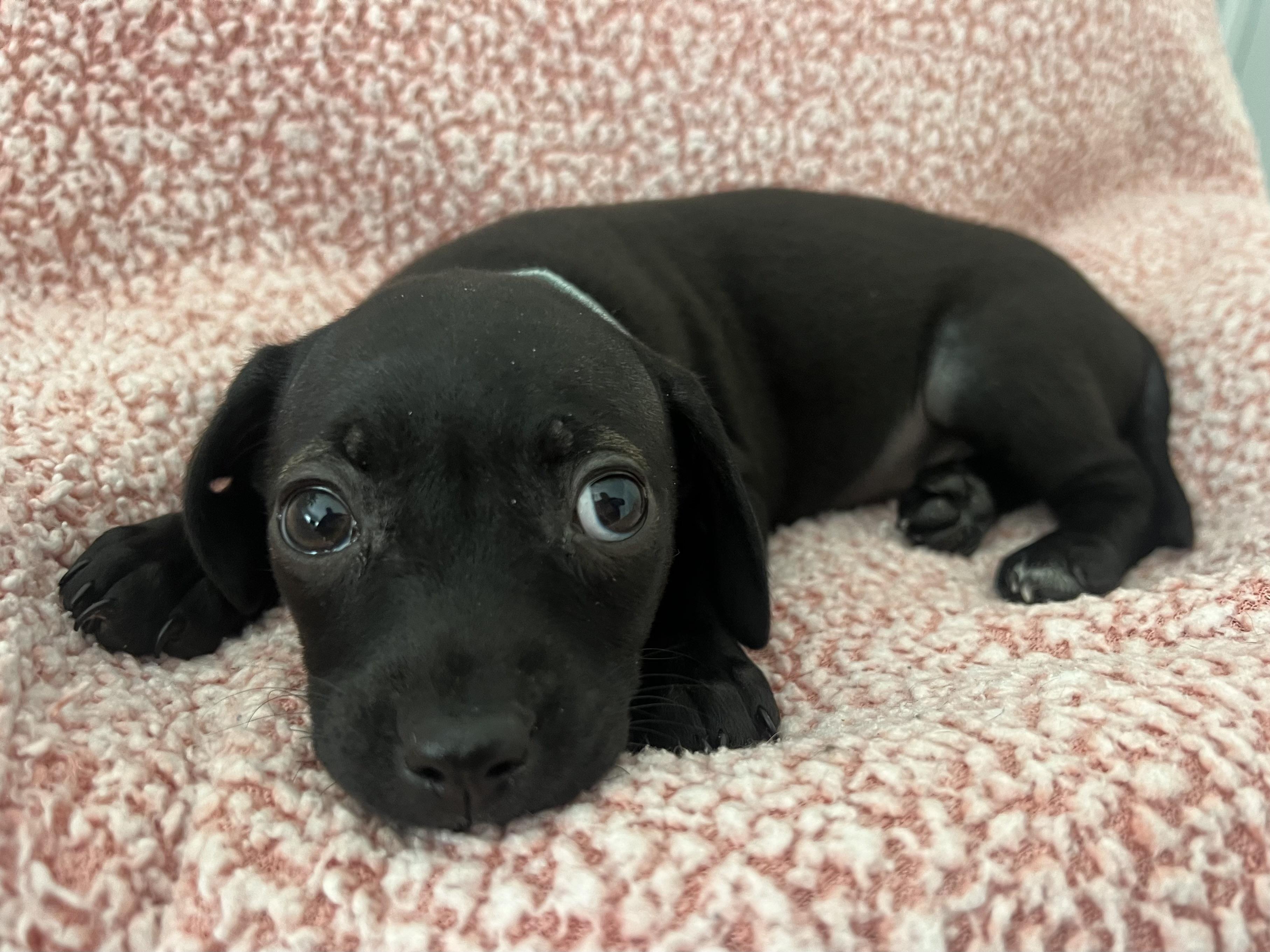 Enlarge Portia, a ADOPTABLE mixed breed in Moosup, CT image 5/6