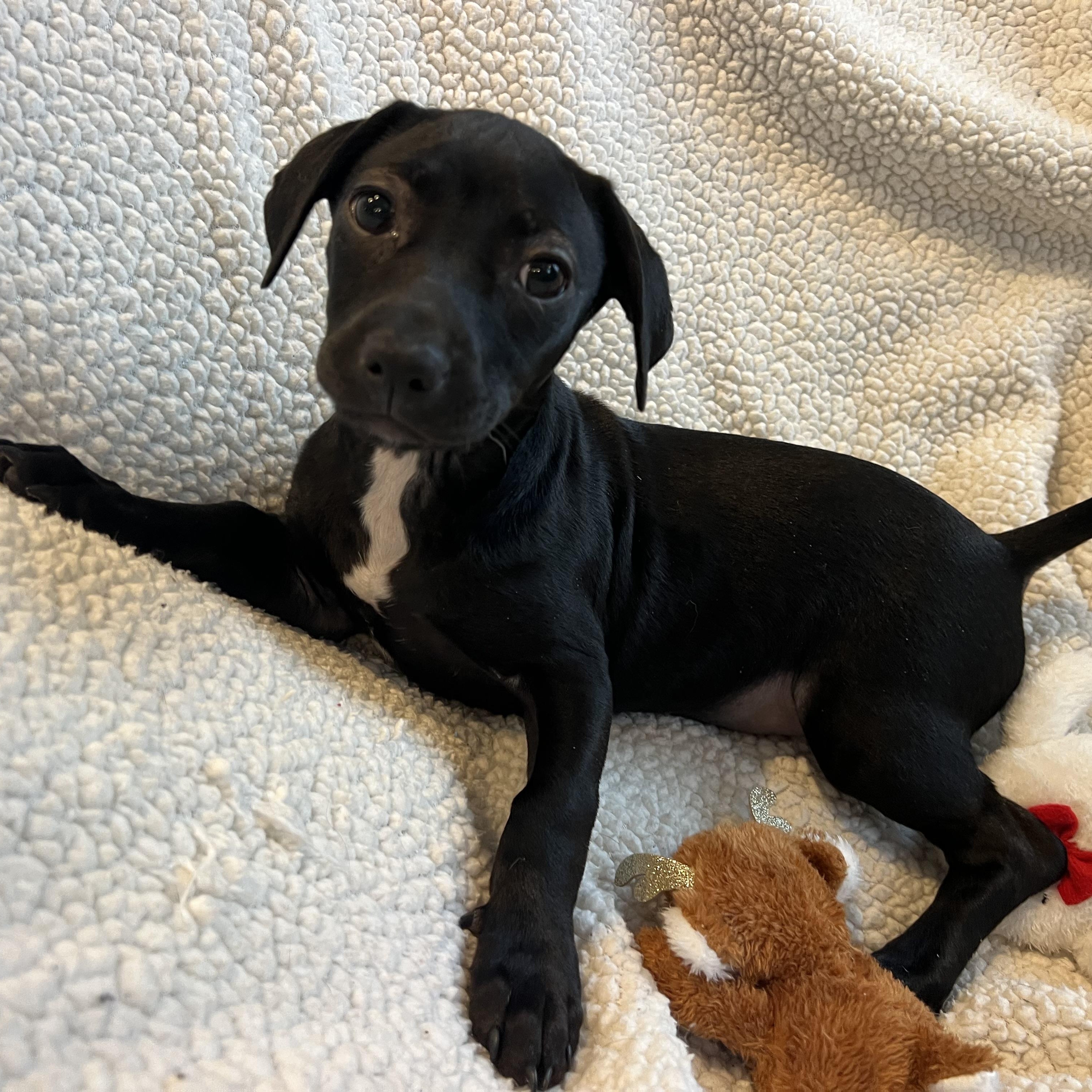 Enlarge Portia, an adopted mixed breed in Moosup, CT image 5/5