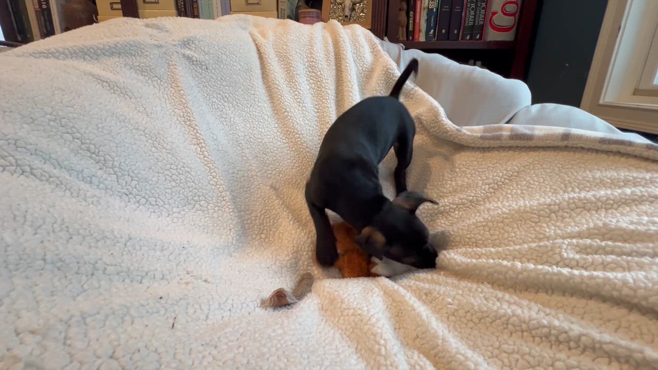 Enlarge Portia, an adopted mixed breed in Moosup, CT video 2/5