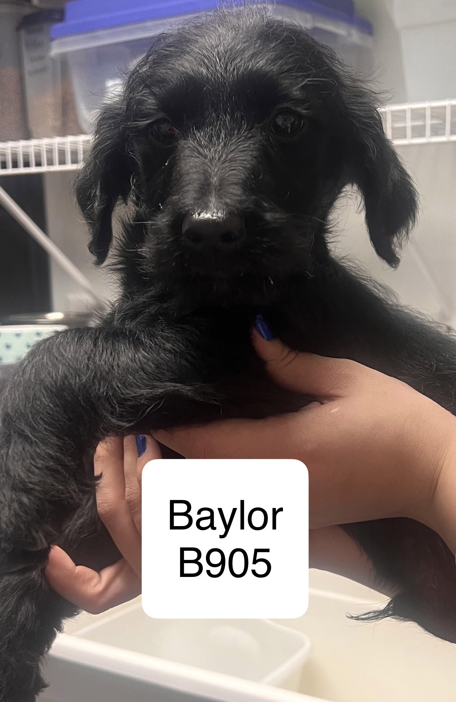 Baylor, ADOPTABLE, Puppy Male Airedale Terrier.