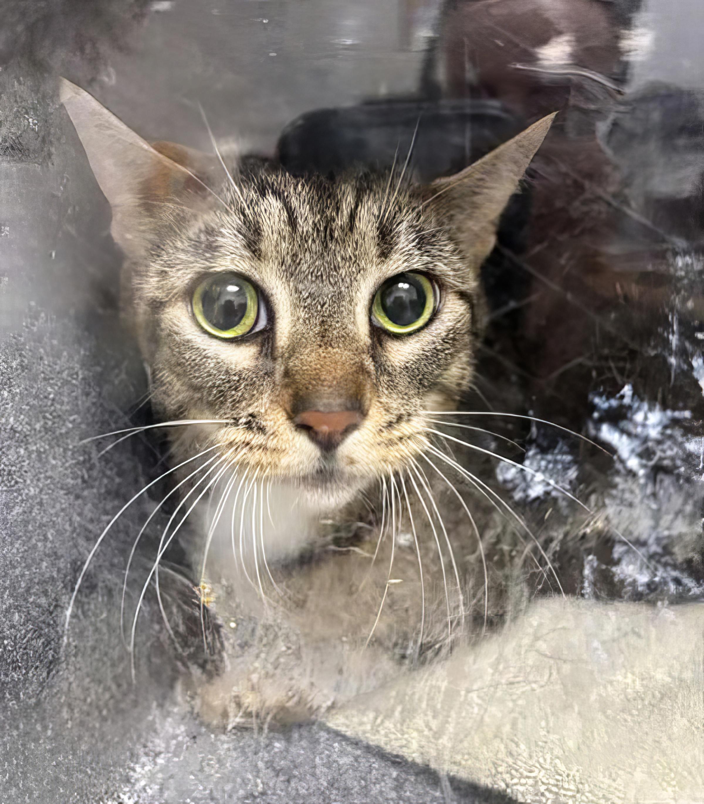 Sparkle, Adult Female Domestic Short Hair