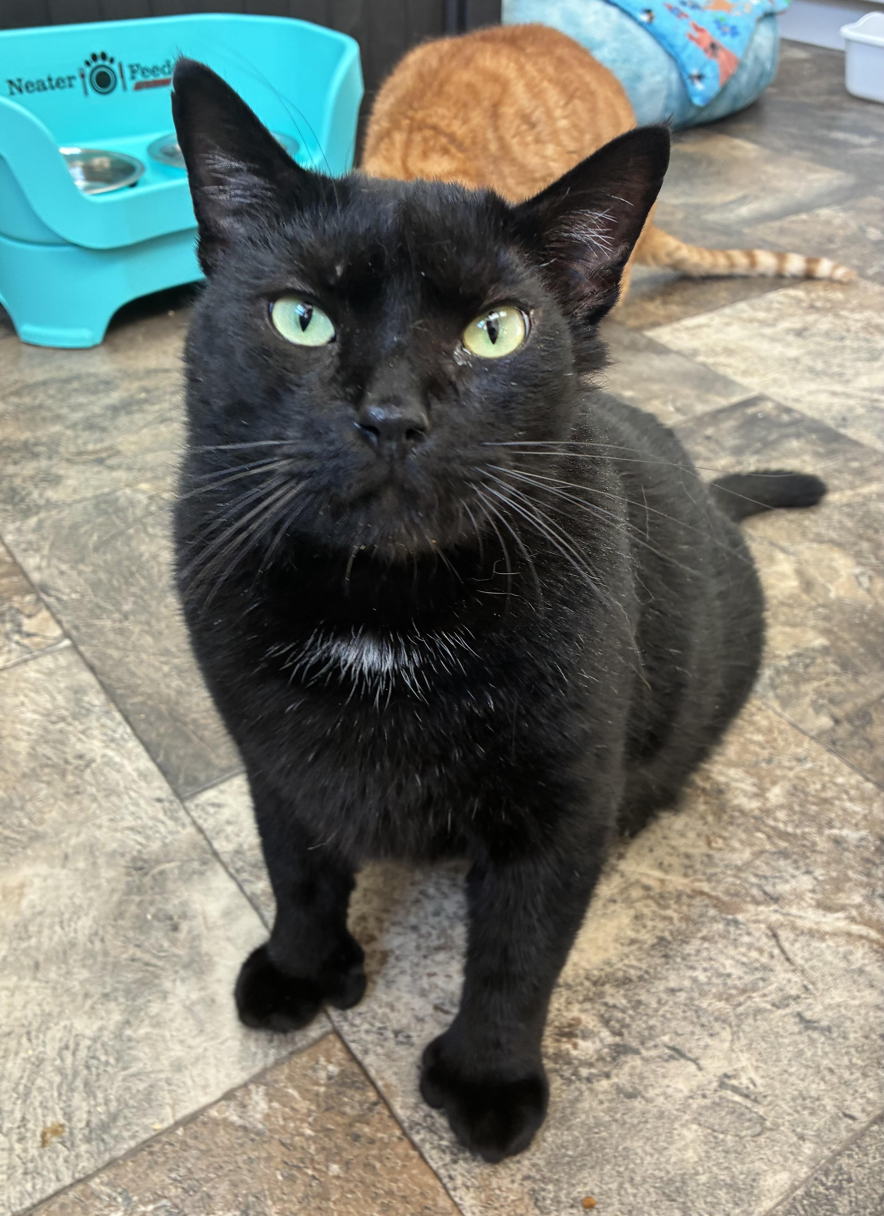 Enlarge Edgar Allan Toe (FIV+), a Adoptable mixed breed in Breinigsville, PA image 1/4