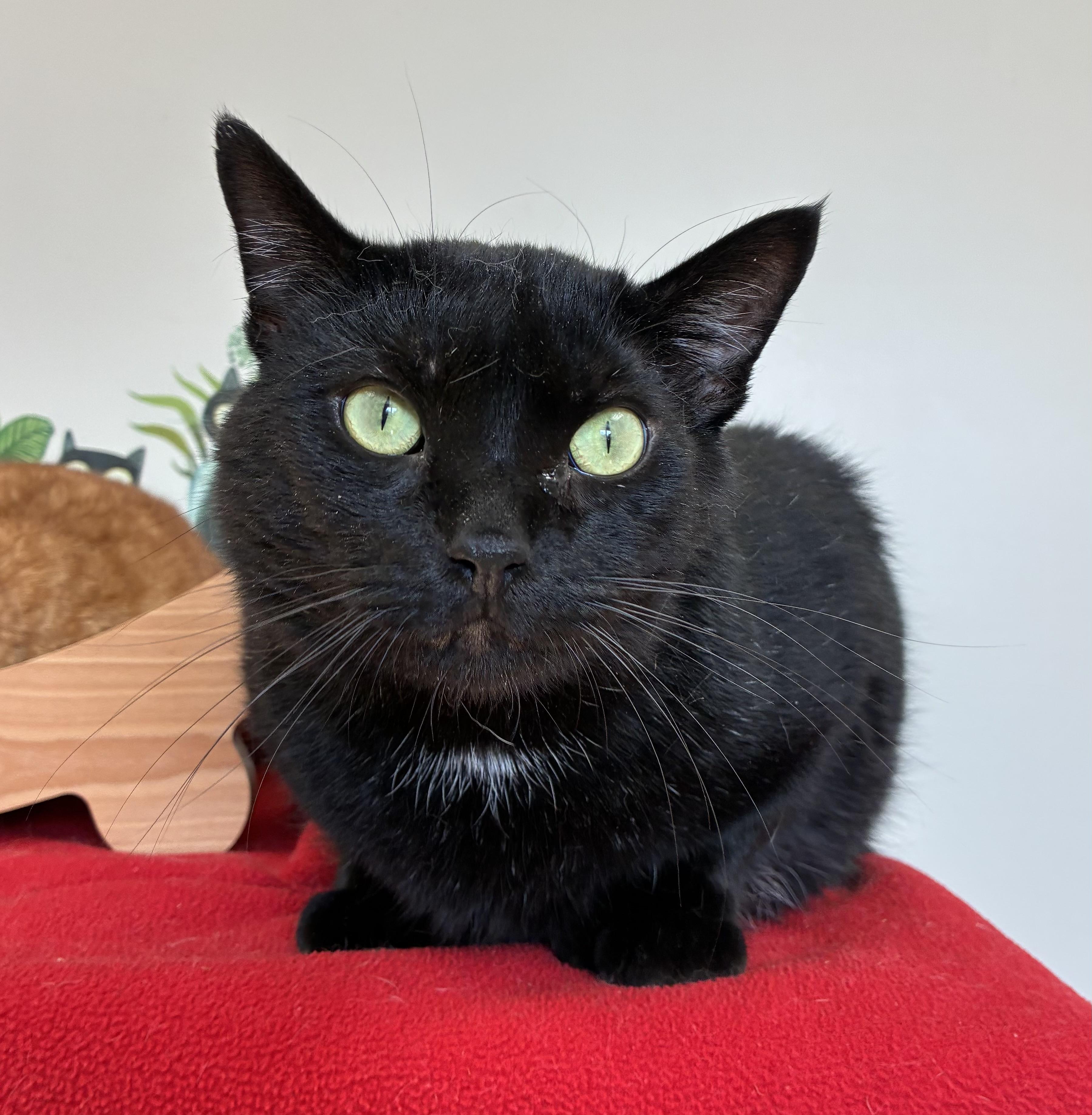 Enlarge Edgar Allan Toe (FIV+), a Adoptable mixed breed in Breinigsville, PA image 3/4