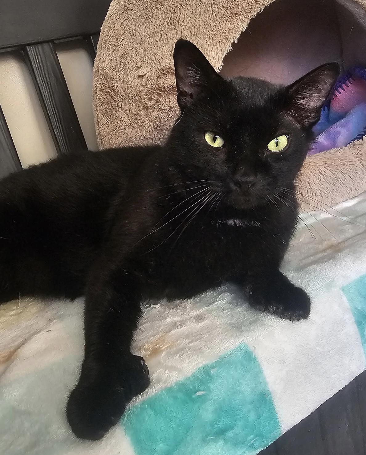 Edgar Allan Toe (FIV+)
