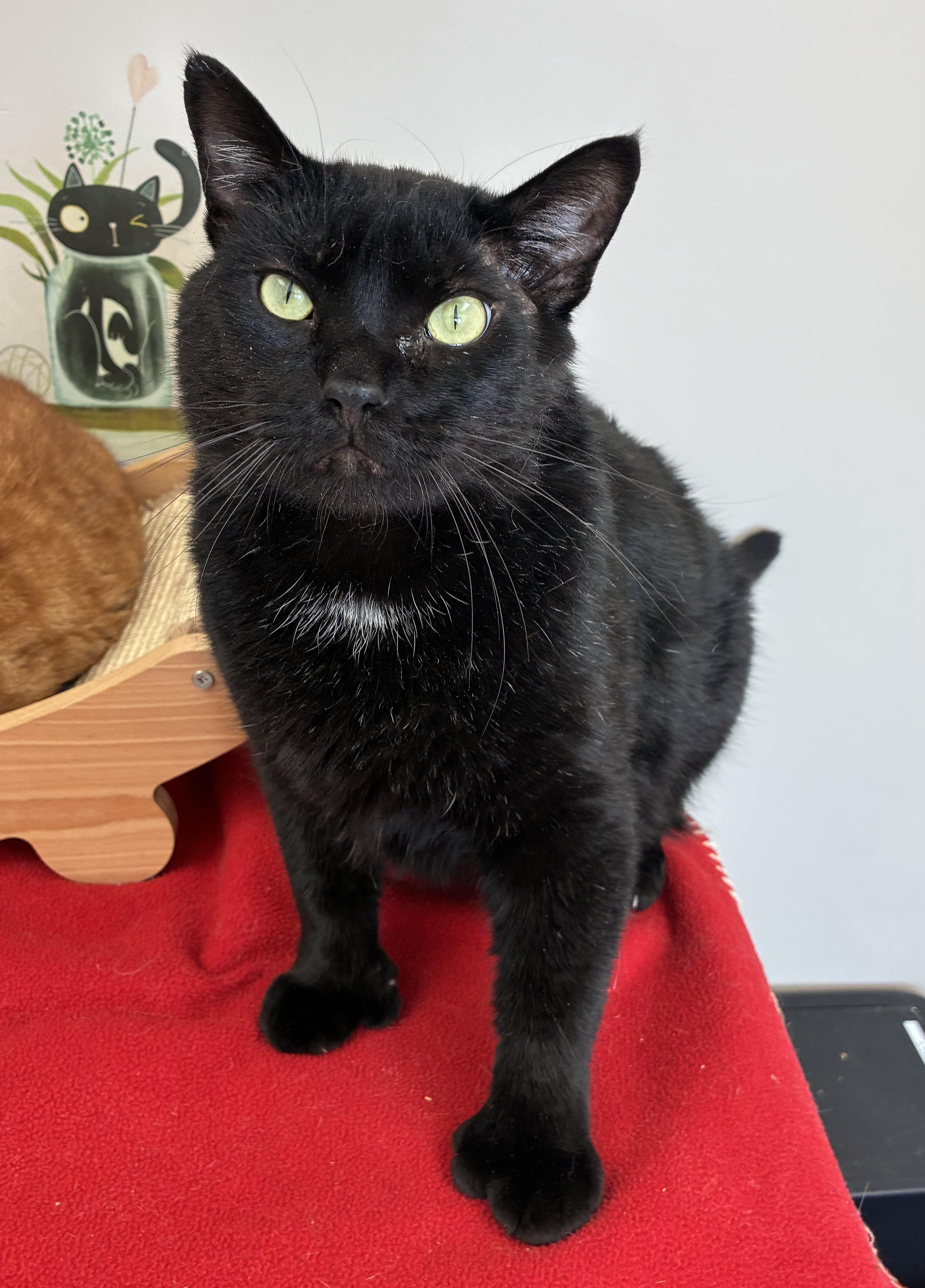 Enlarge Edgar Allan Toe (FIV+), a Adoptable mixed breed in Breinigsville, PA image 2/4