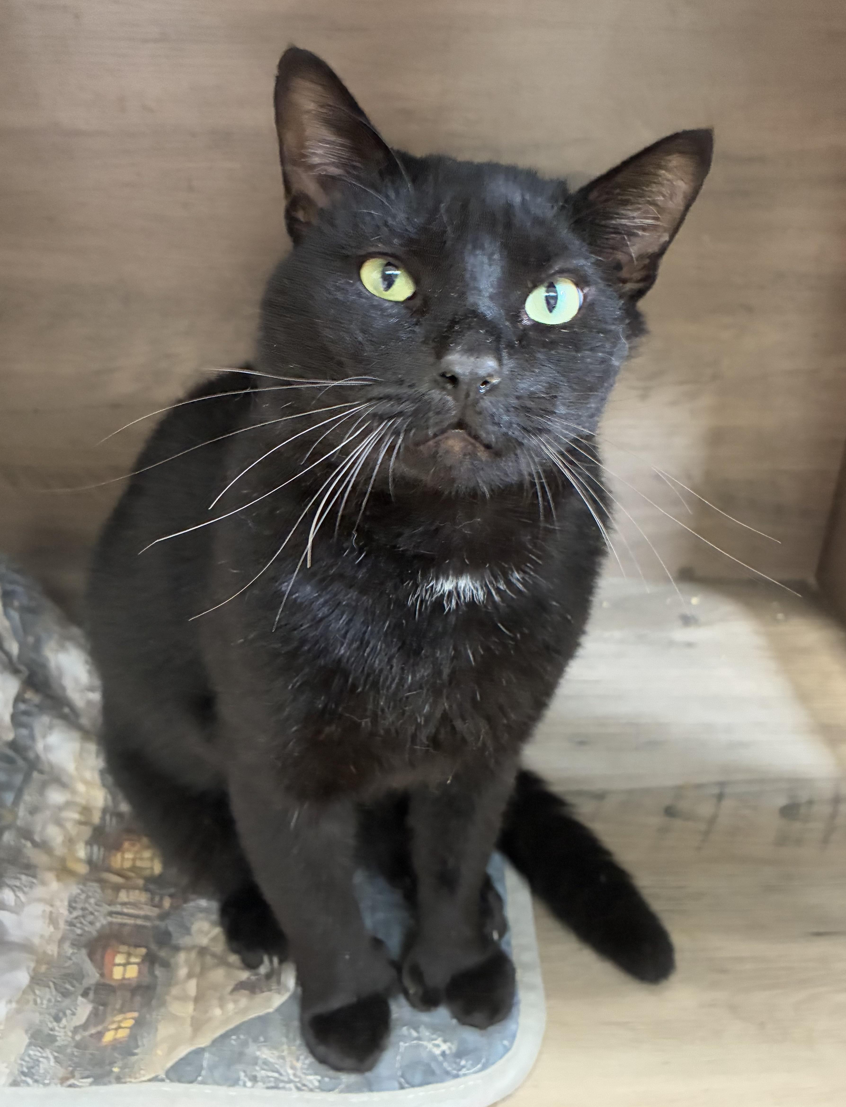 Enlarge Edgar Allan Toe (FIV+), a Adoptable mixed breed in Breinigsville, PA image 4/4