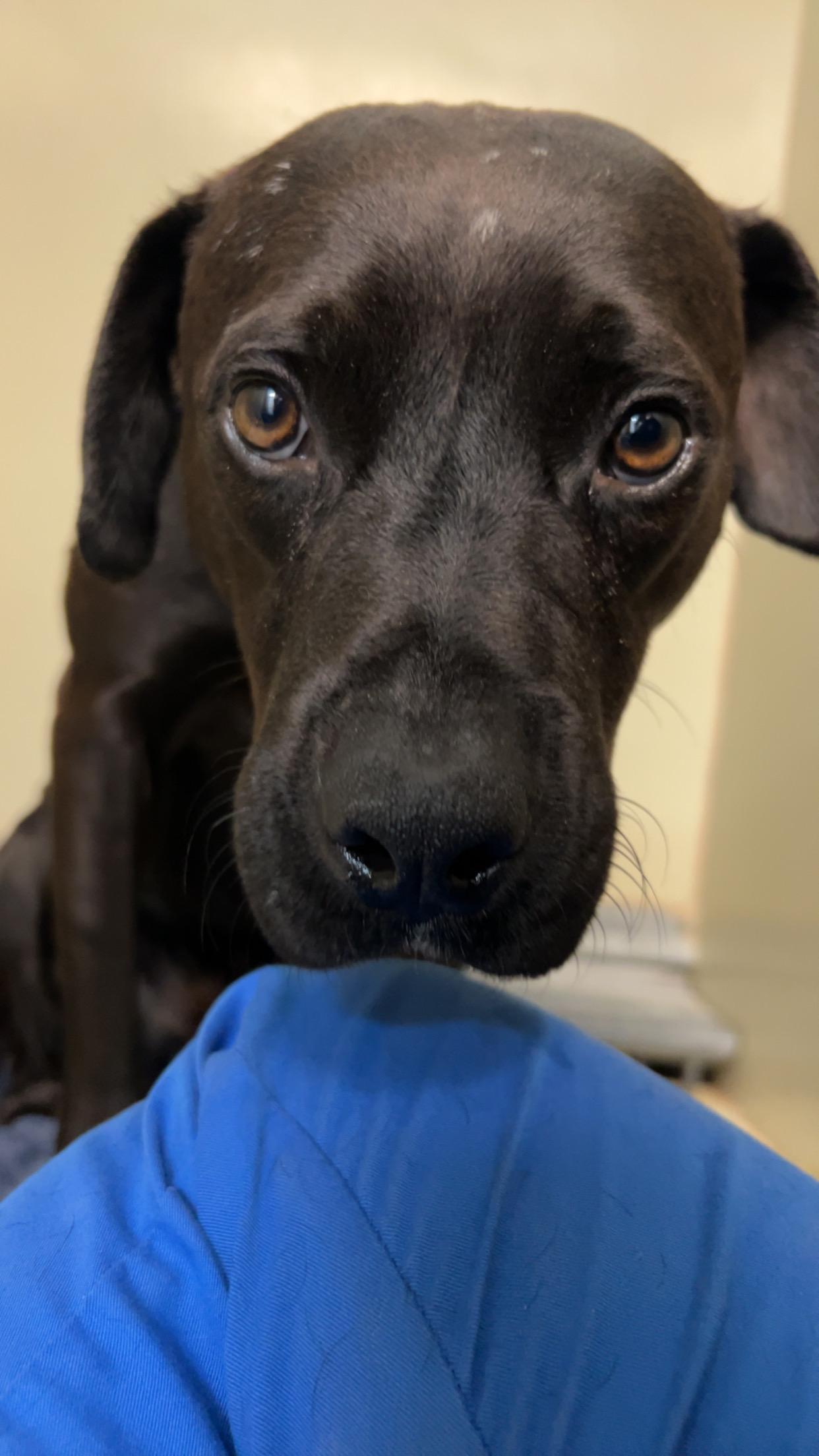 Shadow  *** FOSTER URGENTLY NEEDED!!! ***