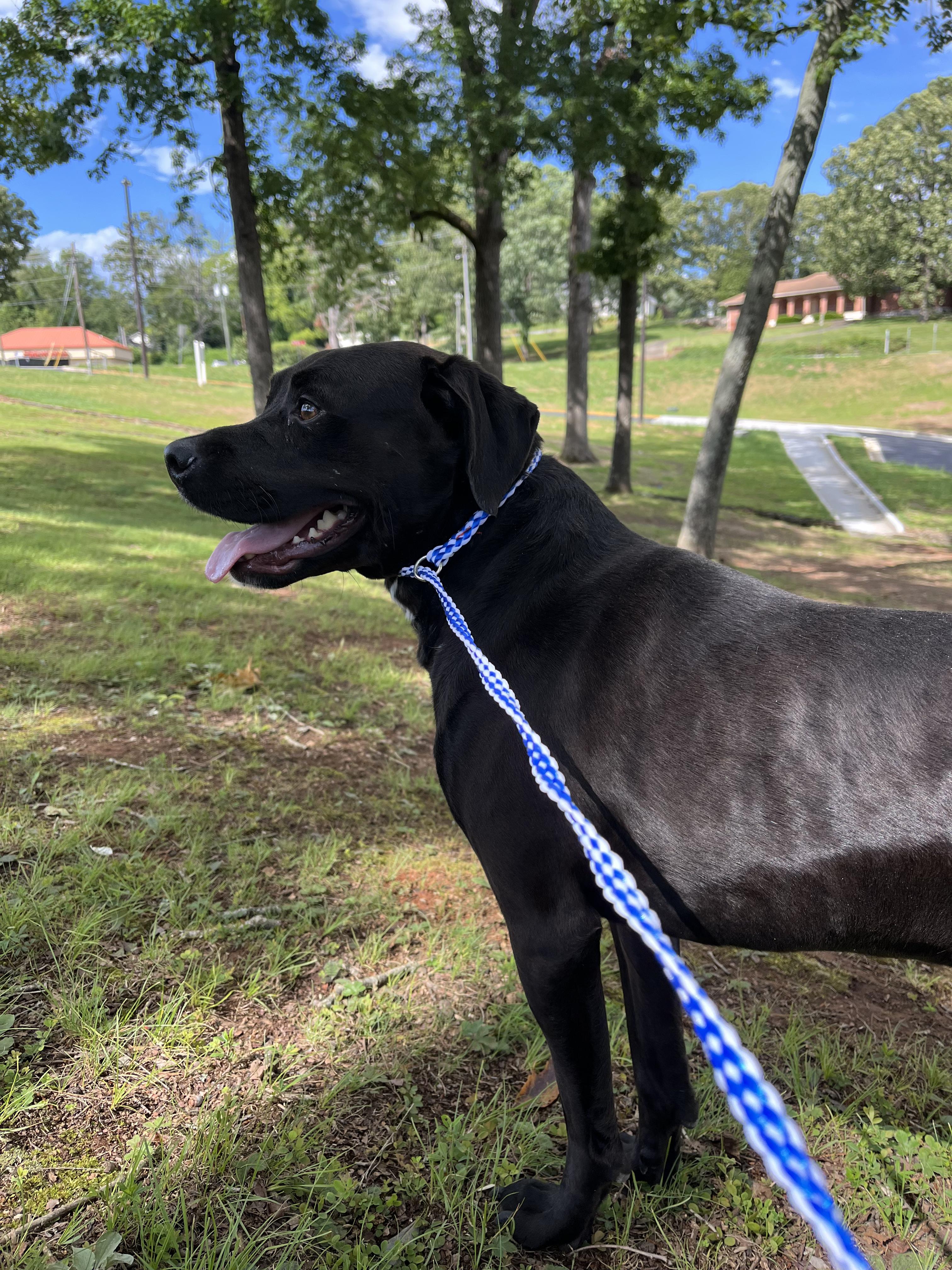 Shadow  *** FOSTER URGENTLY NEEDED!!! ***