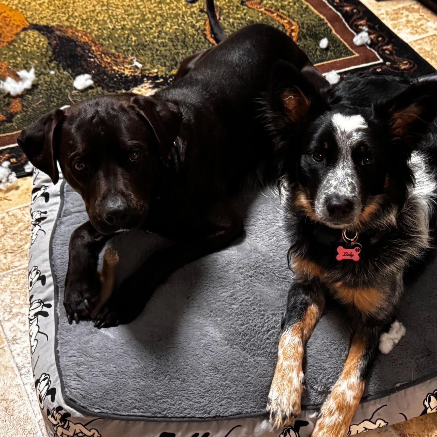 Shadow  *** FOSTER URGENTLY NEEDED!!! ***