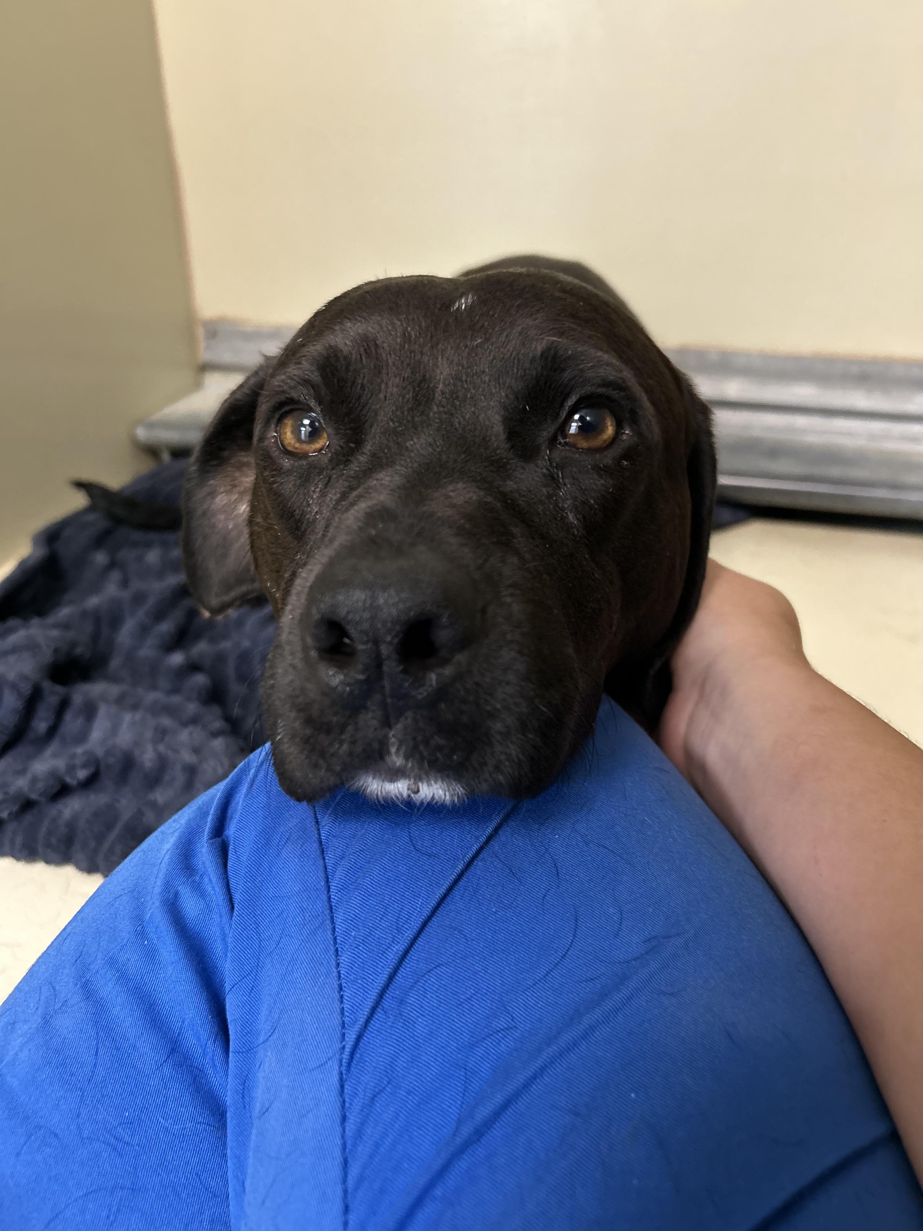 Shadow  *** FOSTER URGENTLY NEEDED!!! ***