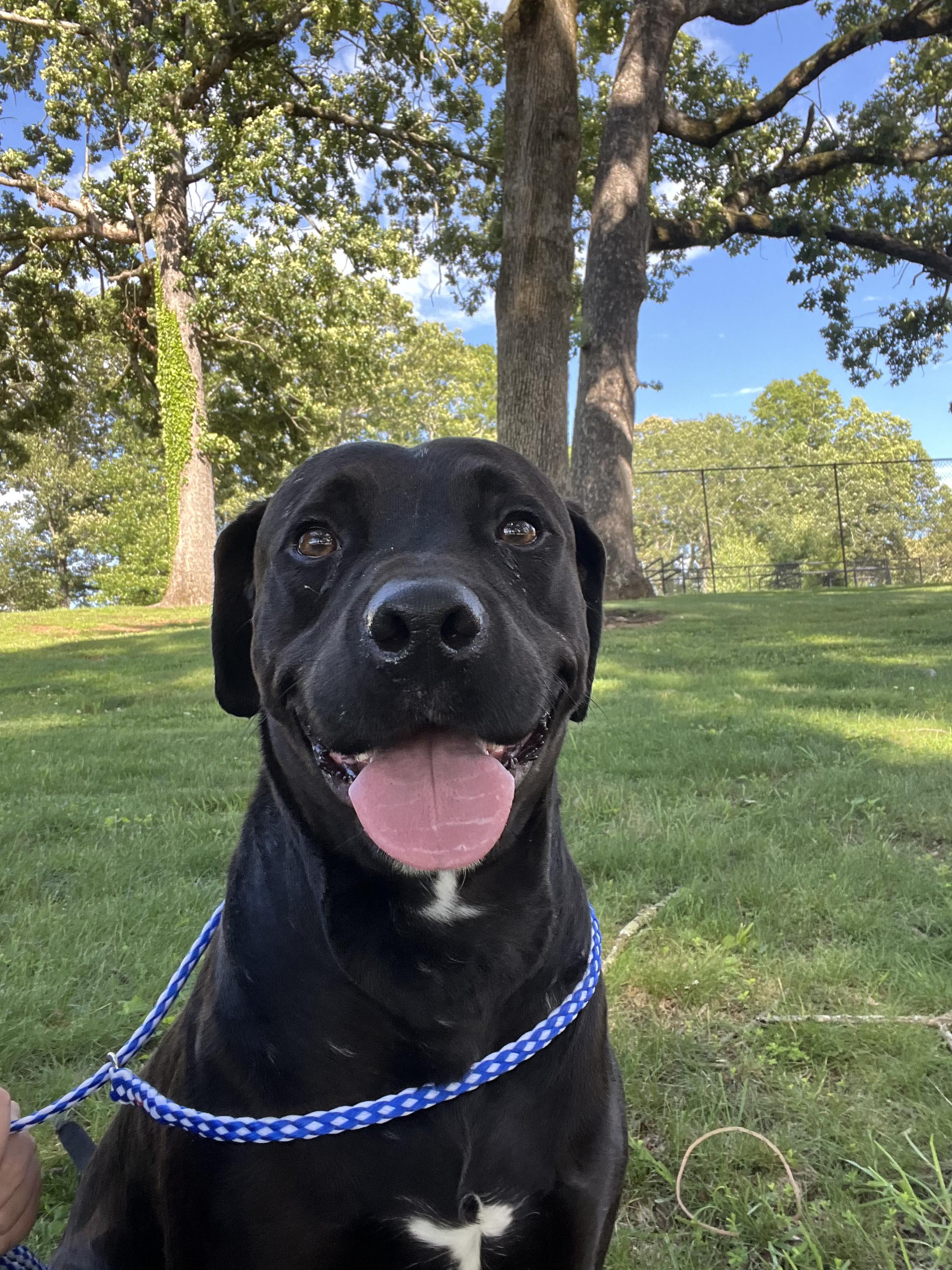 Shadow  *** FOSTER URGENTLY NEEDED!!! ***