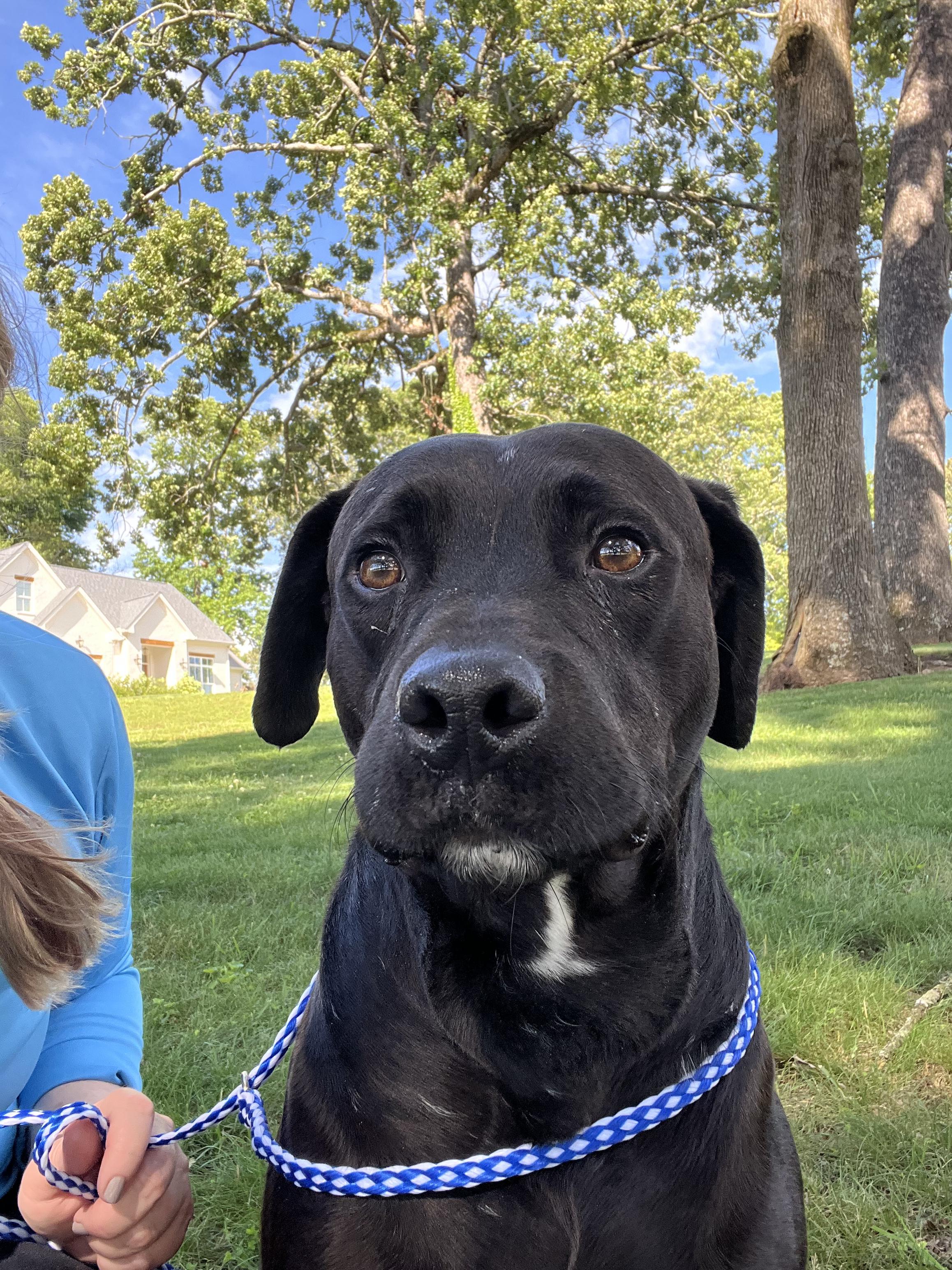 Shadow  *** FOSTER URGENTLY NEEDED!!! ***