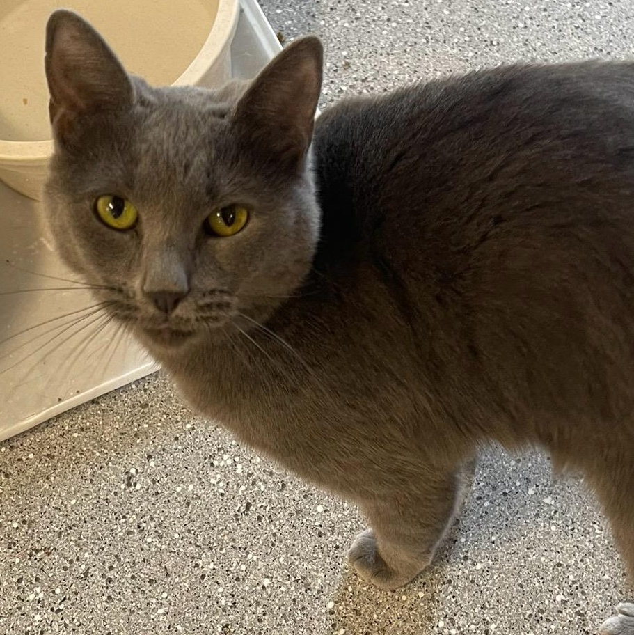 NALA, a Adoptable Domestic Short Hair in Indiana, PA image 1/3