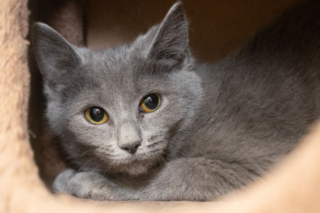 NALA, a Adoptable Domestic Short Hair in Indiana, PA image 3/3