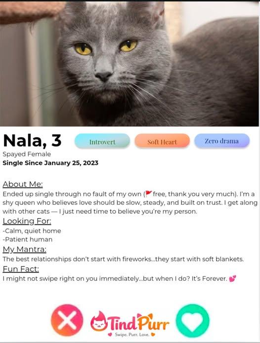 Enlarge NALA, a Adoptable Domestic Short Hair in Indiana, PA image 2/2