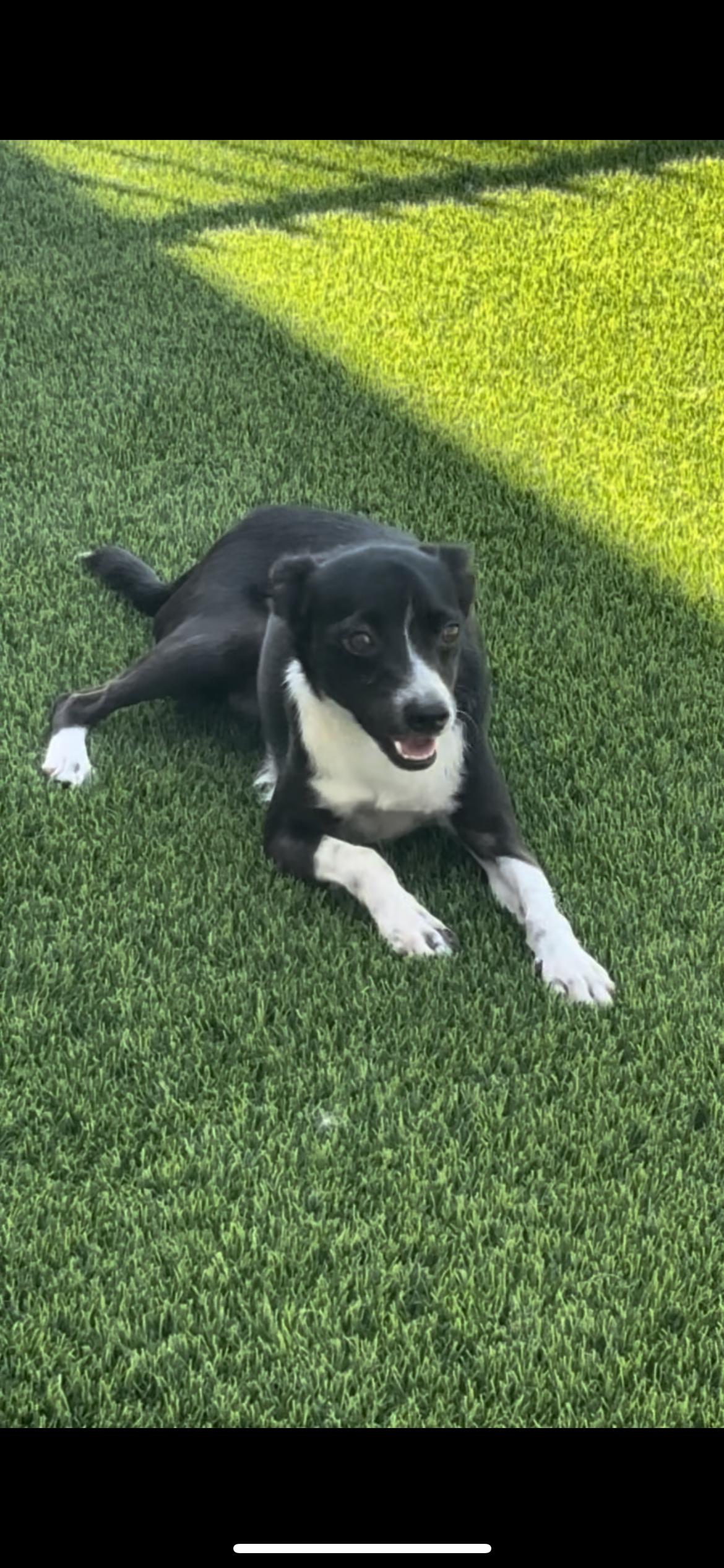 Maximus