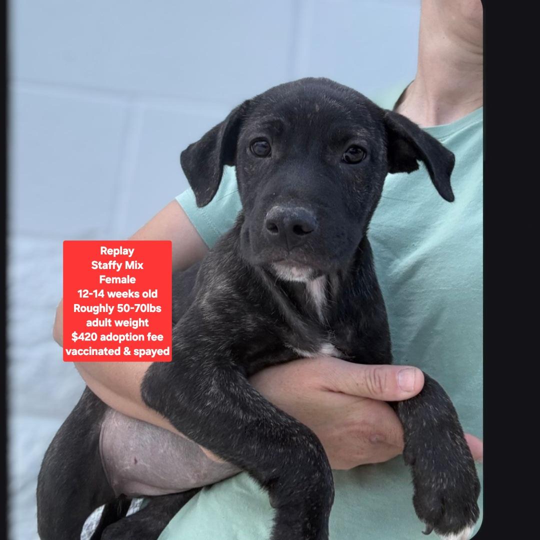 Enlarge Replay, a ADOPTABLE mixed breed in Oviedo, FL image 1/1