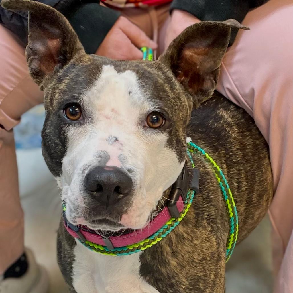 Xanadu(Poppy) 24-0338, Adoptable, Adult Female Pit Bull Terrier.