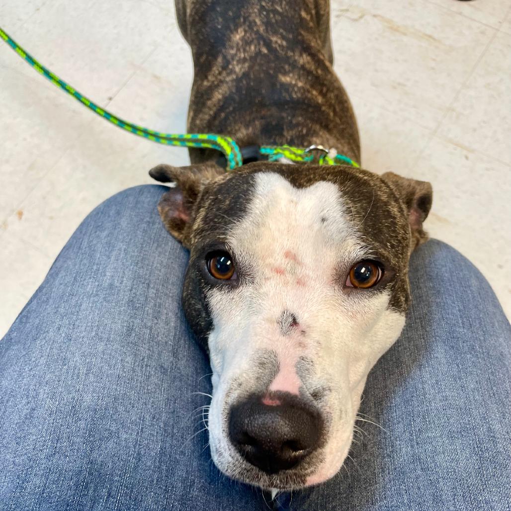 Enlarge Xanadu(Poppy) 24-0338, a Adoptable Pit Bull Terrier in Yanceyville, NC image 2/5