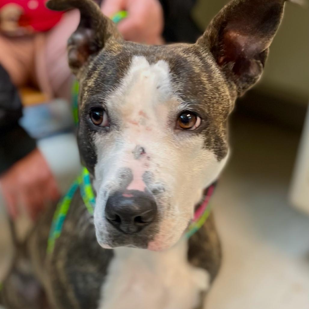 Enlarge Xanadu(Poppy) 24-0338, a Adoptable Pit Bull Terrier in Yanceyville, NC image 3/5