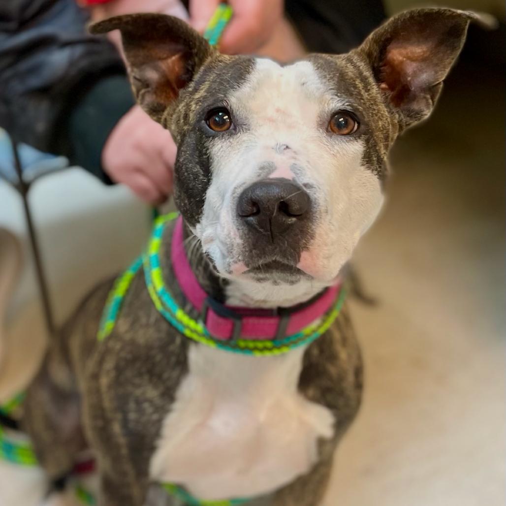 Enlarge Xanadu(Poppy) 24-0338, a Adoptable Pit Bull Terrier in Yanceyville, NC image 4/5