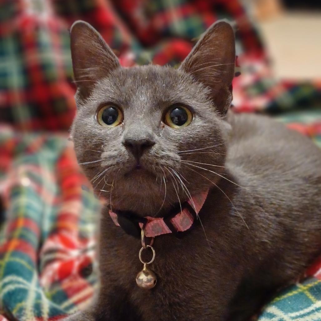 Enlarge Holly 2, a Adoptable Domestic Short Hair in Bulverde, TX image 1/2