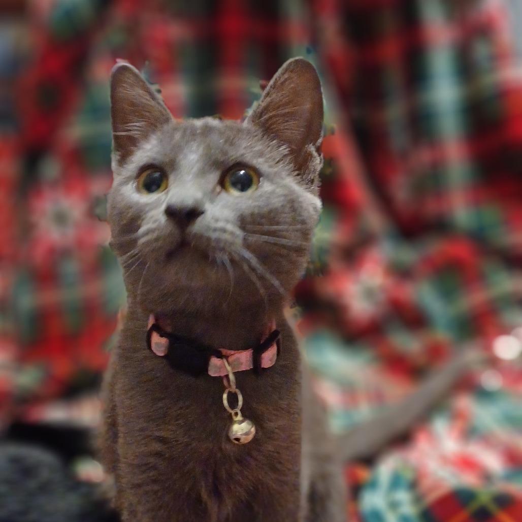 Enlarge Holly 2, a Adoptable Domestic Short Hair in Bulverde, TX image 2/2