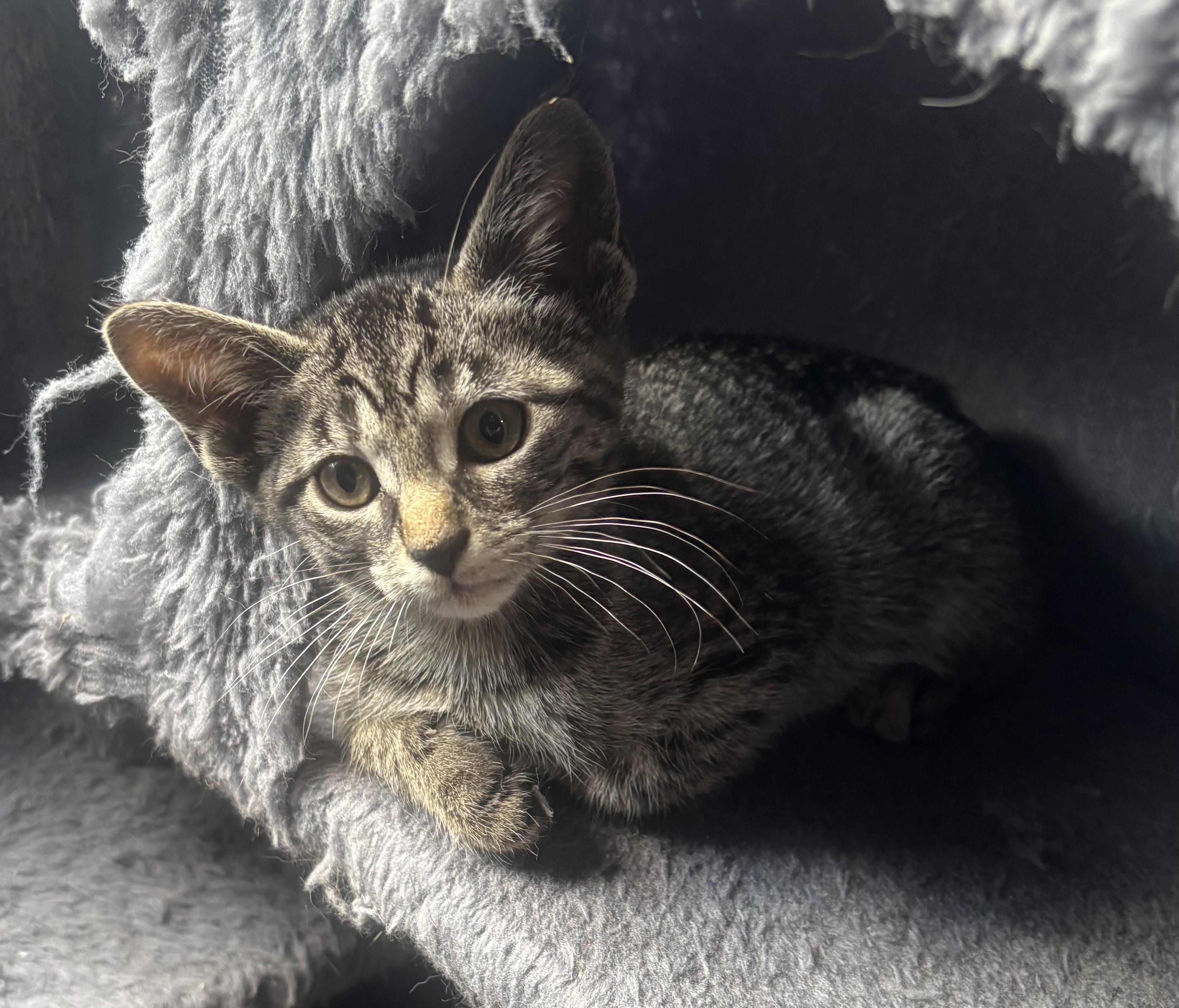 Tilly, a ADOPTABLE Tabby in Macomb, MI image 2/2