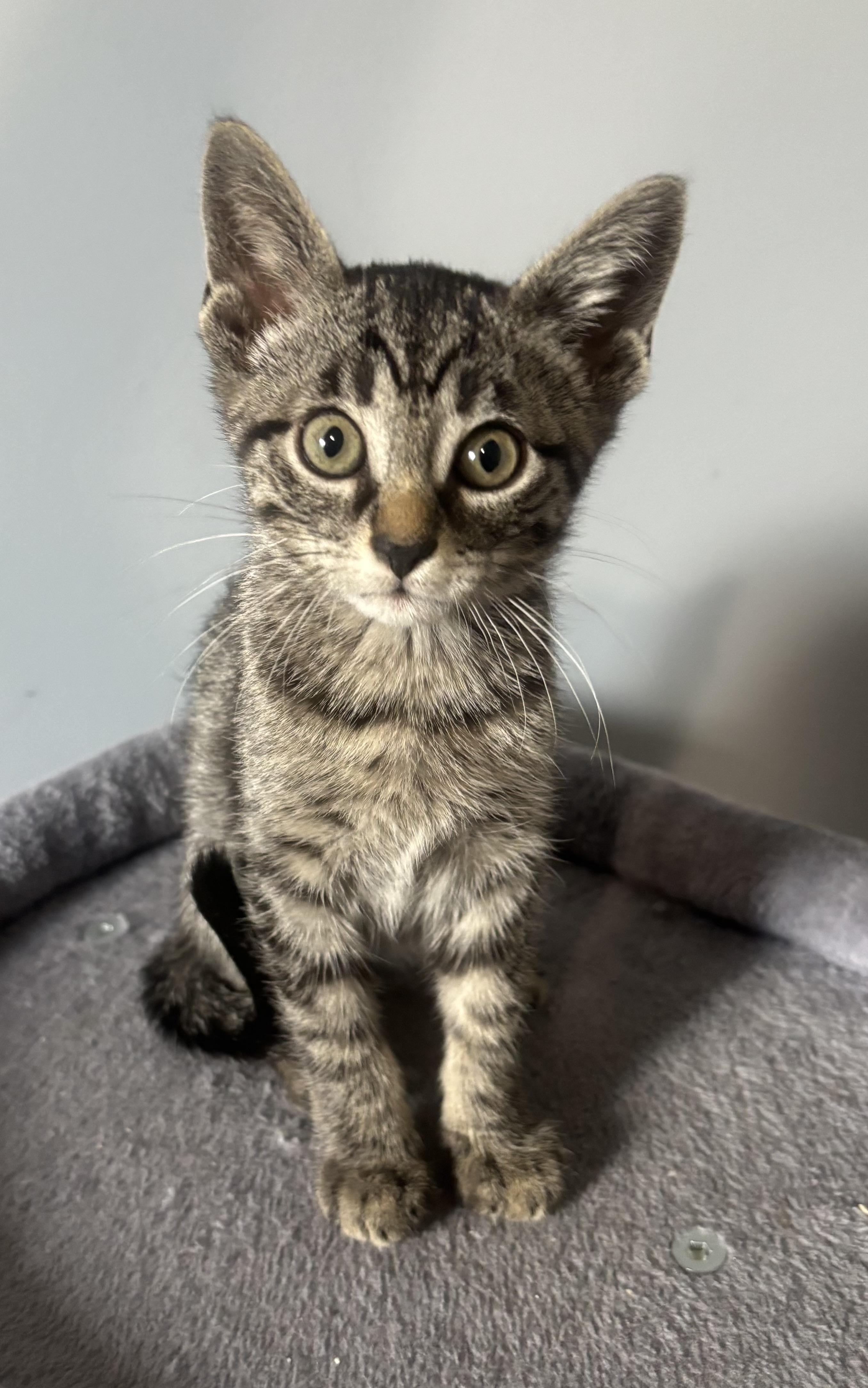 Tilly, ADOPTABLE, Kitten Female Tabby.