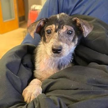 Tansy - 082201U, Adoptable, Puppy Female Feist & Mixed Breed.