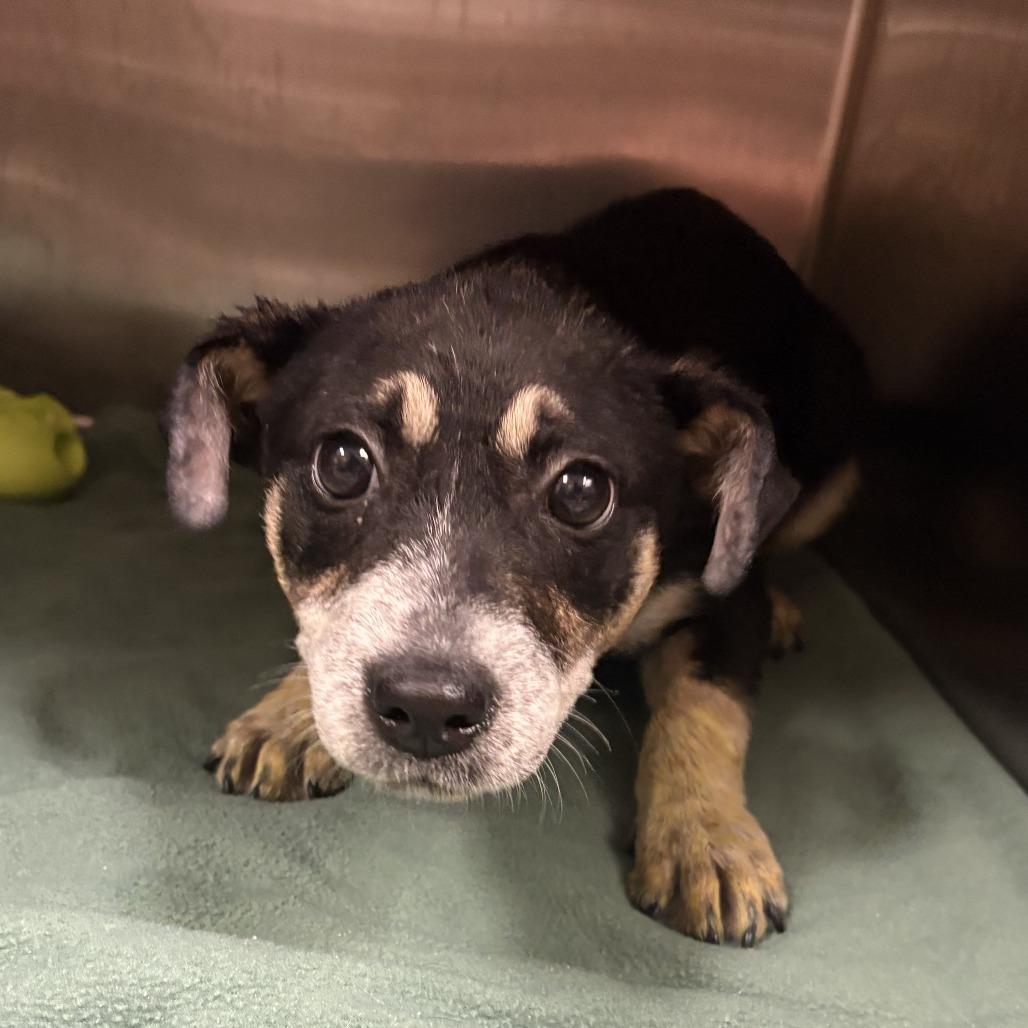 Enlarge Tansy - 082201U, a Adoptable mixed breed in Tupelo, MS image 2/3