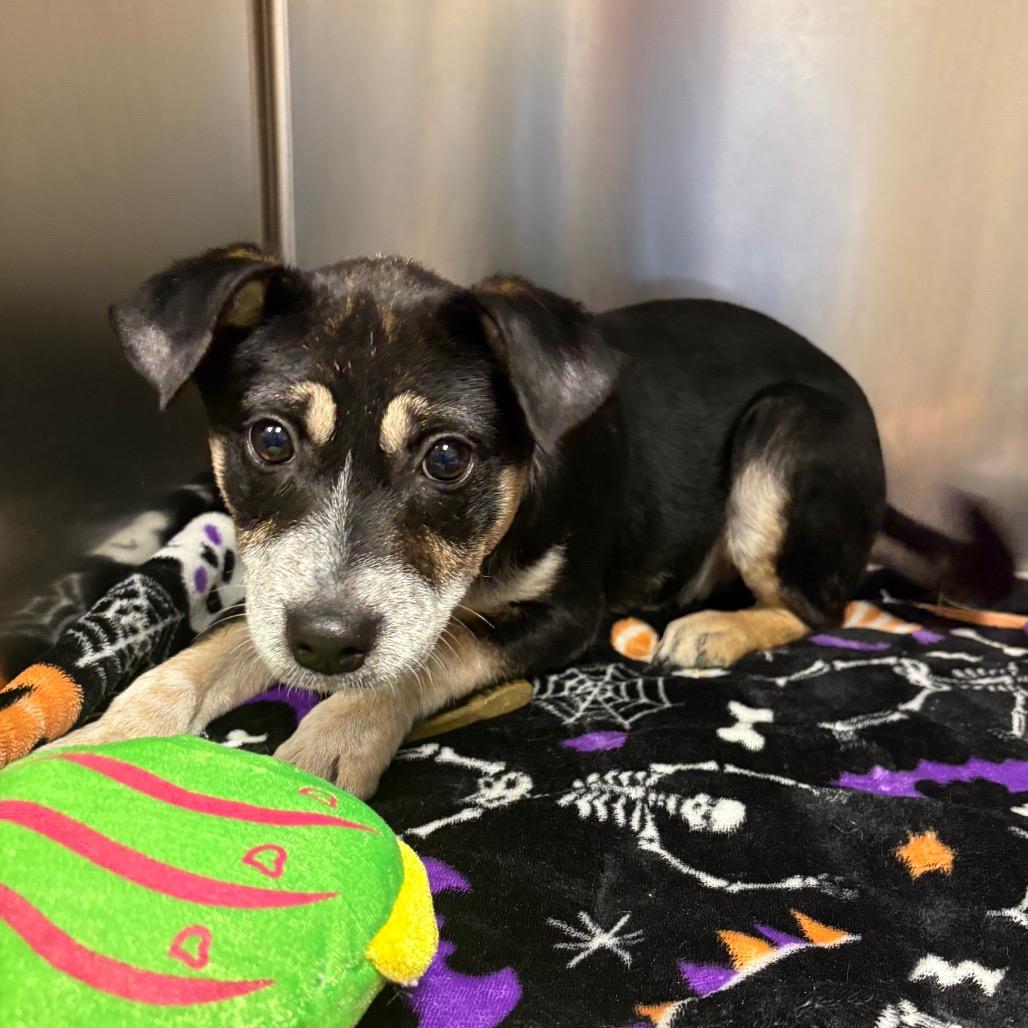 Enlarge Tansy - 082201U, a Adoptable mixed breed in Tupelo, MS image 3/3