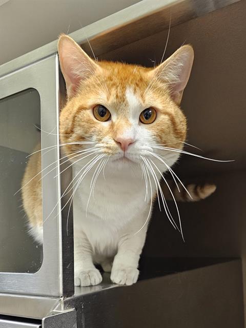 Enlarge YOGI, a Adoptable Domestic Short Hair in Clyde, NC image 1/1