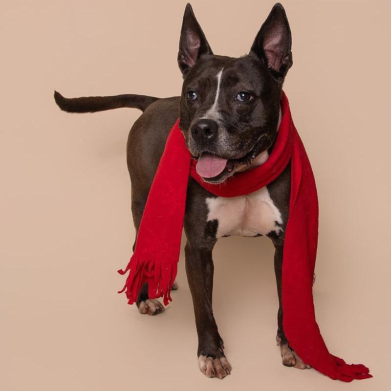 Emma, Adoptable, Adult Female Pit Bull Terrier & Mixed Breed.
