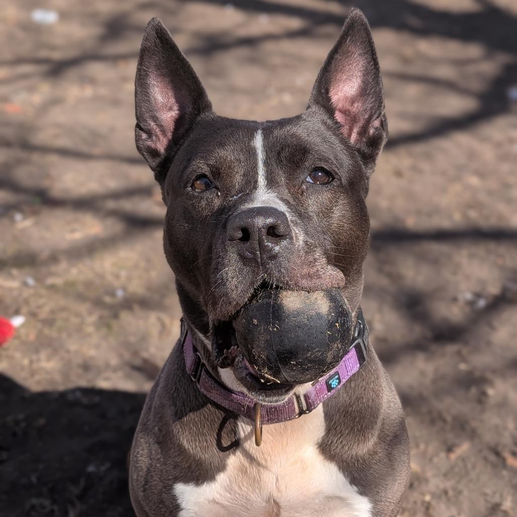 Enlarge Emma, a Adoptable mixed breed in Milan, IL image 2/6