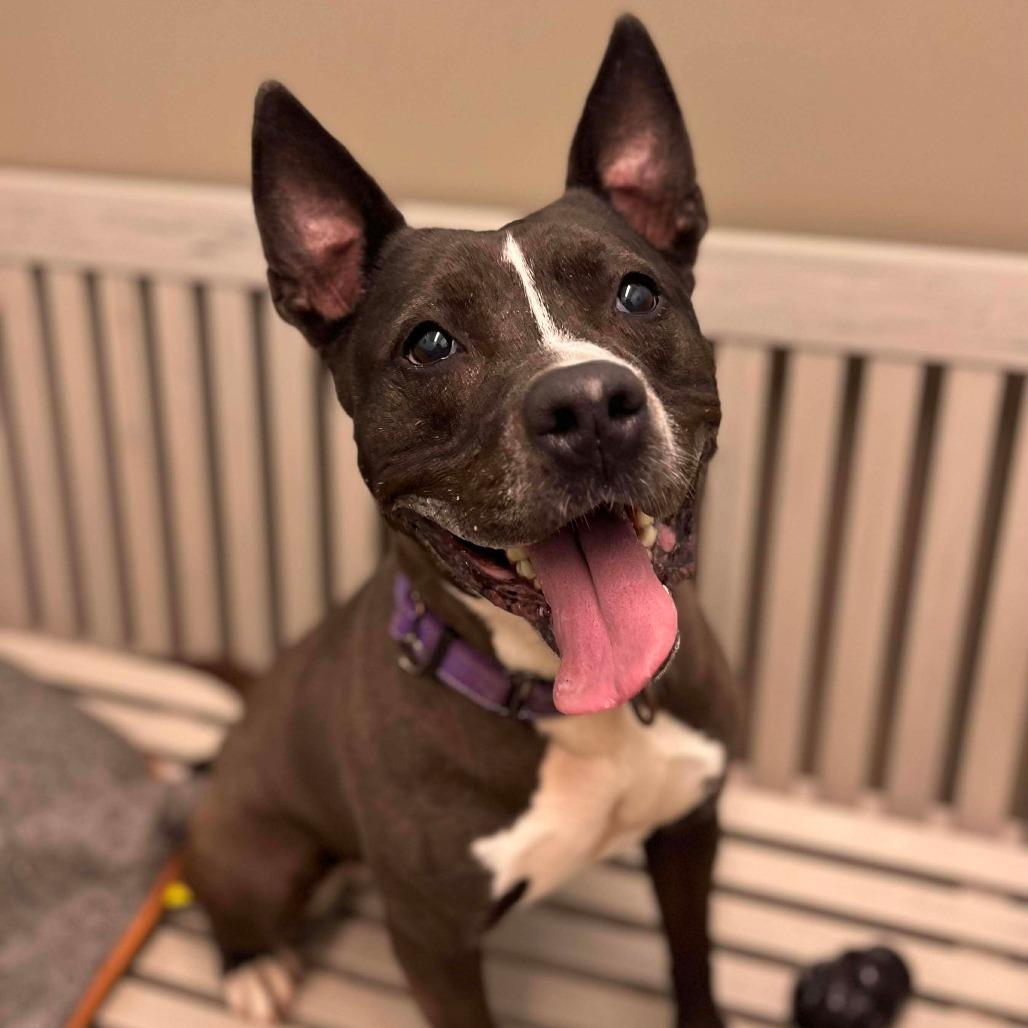 Enlarge Emma, a Adoptable mixed breed in Milan, IL image 3/6