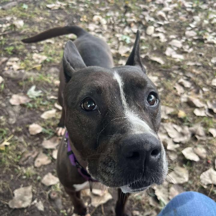 Enlarge Emma, a Adoptable mixed breed in Milan, IL image 4/6