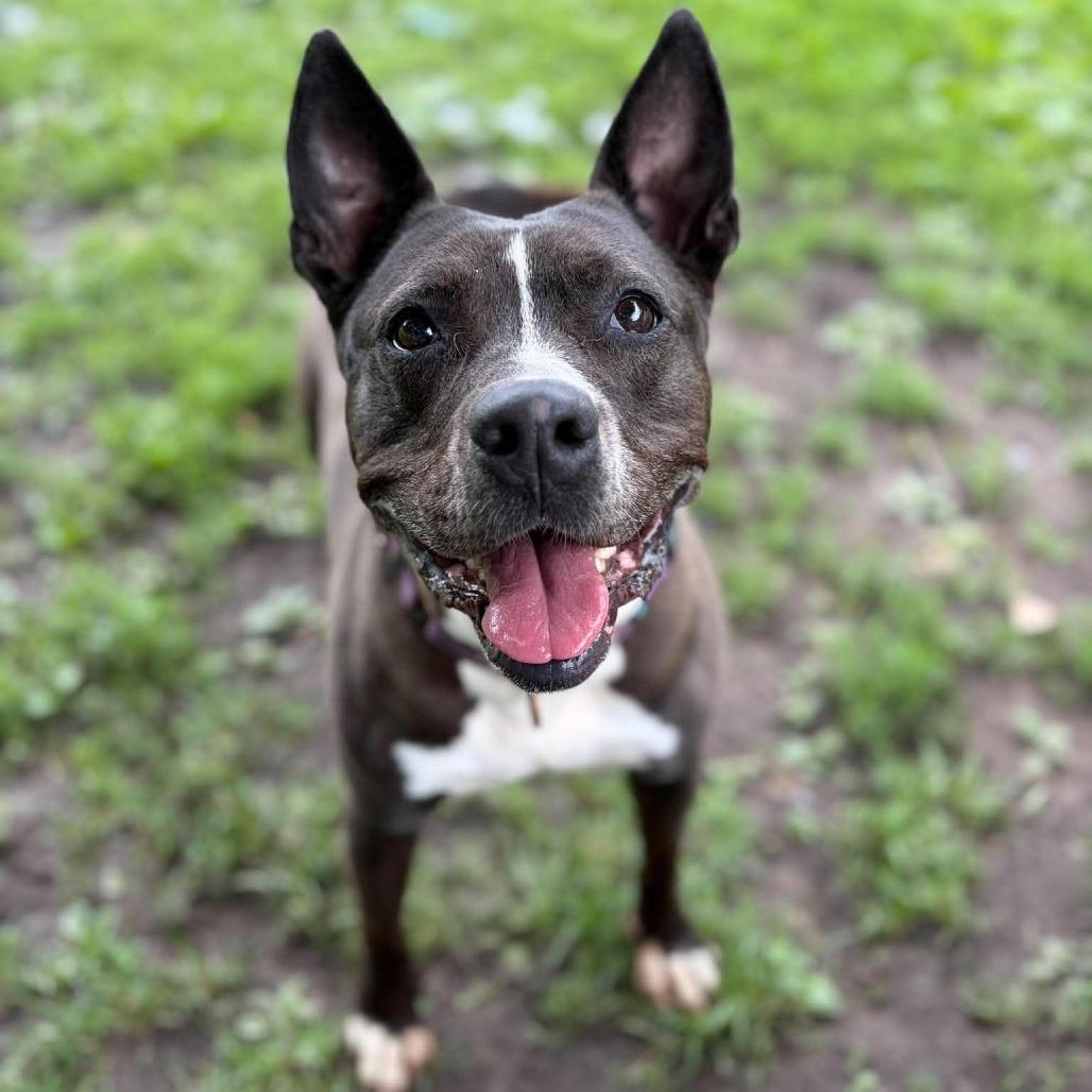 Enlarge Emma, a Adoptable mixed breed in Milan, IL image 4/6