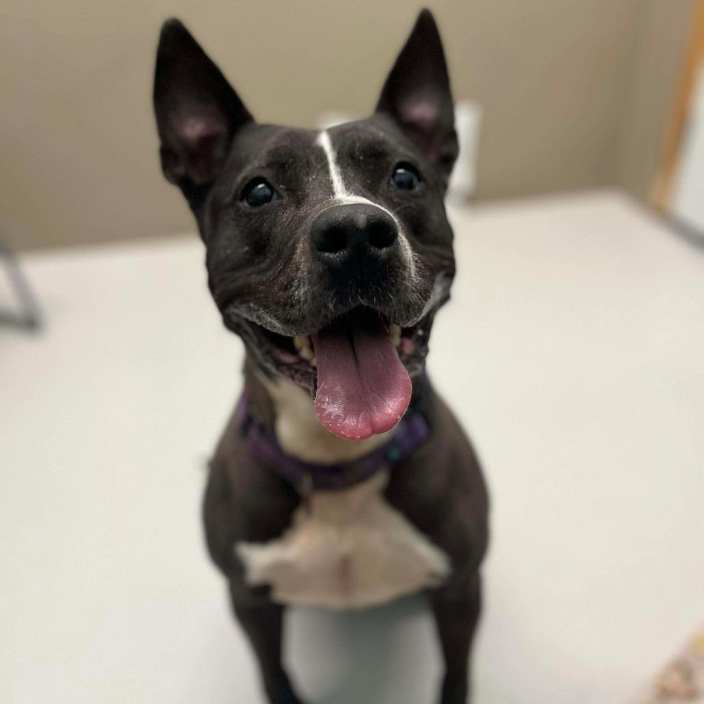 Enlarge Emma, a Adoptable mixed breed in Milan, IL image 6/6